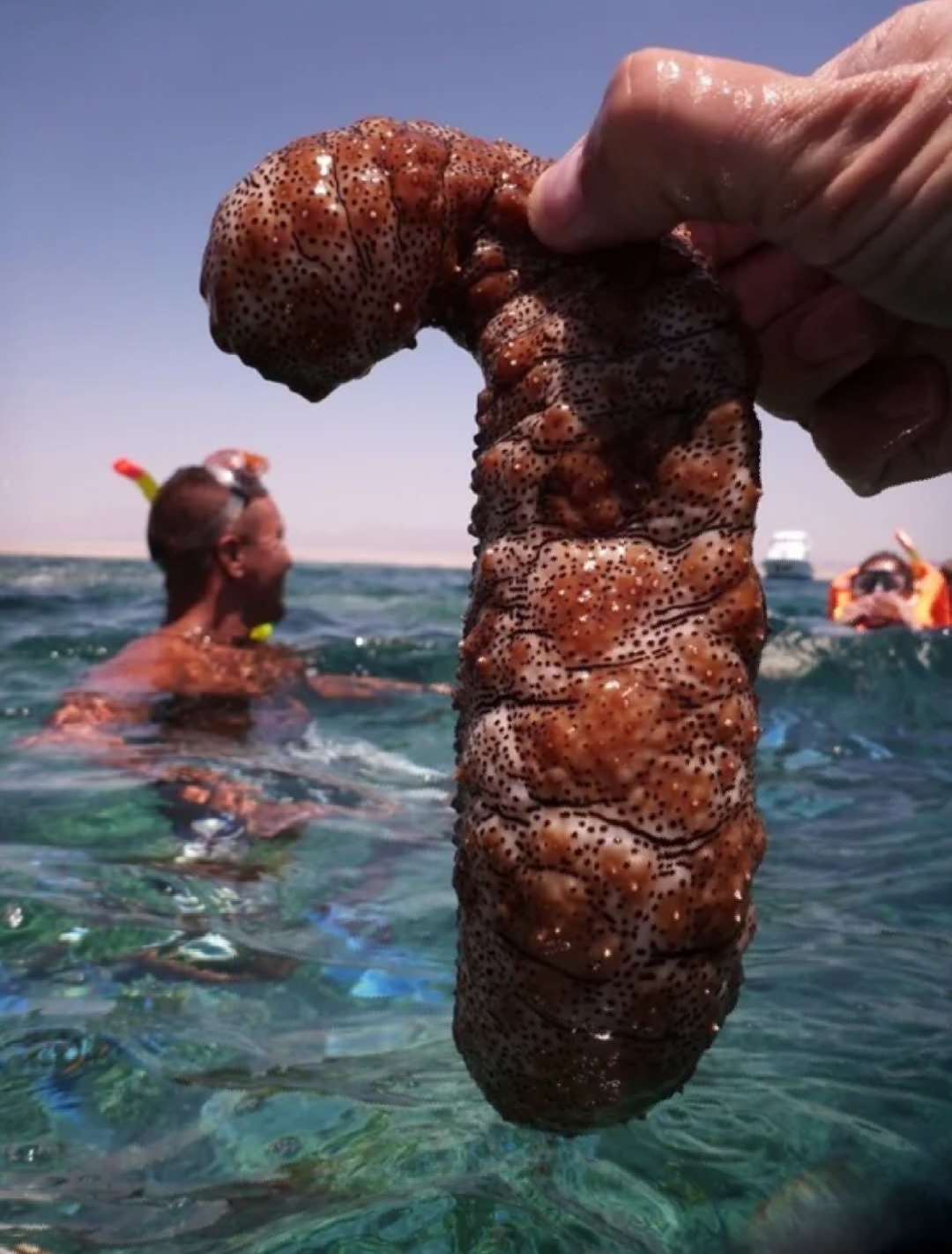 Sea cucumber: So what is it really? - Interesting, Animals, Water, Facts, Story, Informative, Useful, Nature, Longpost