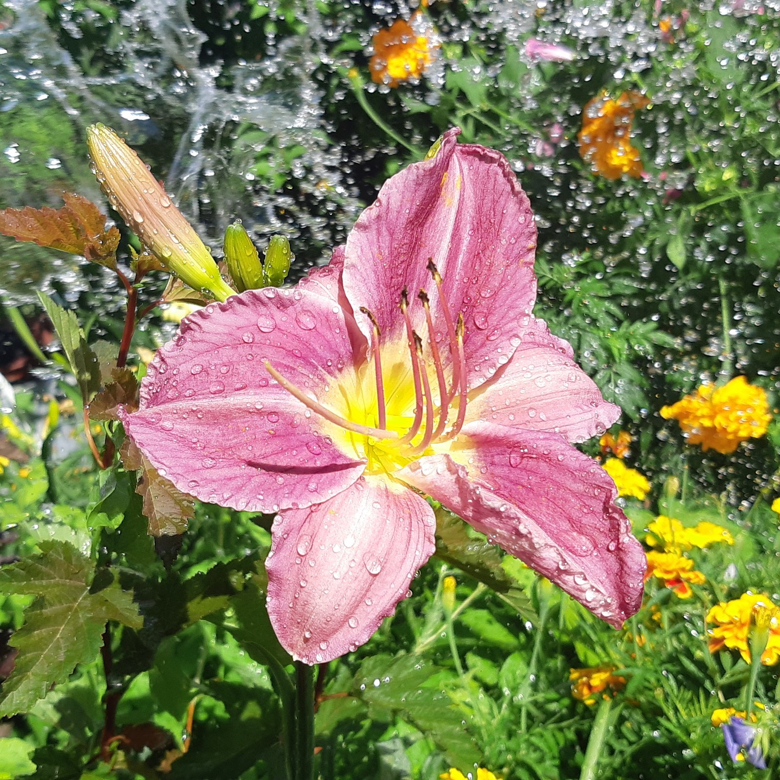 Just a beautiful daylily - My, Daylily, The photo, Garden, Gardening, My, Flowers