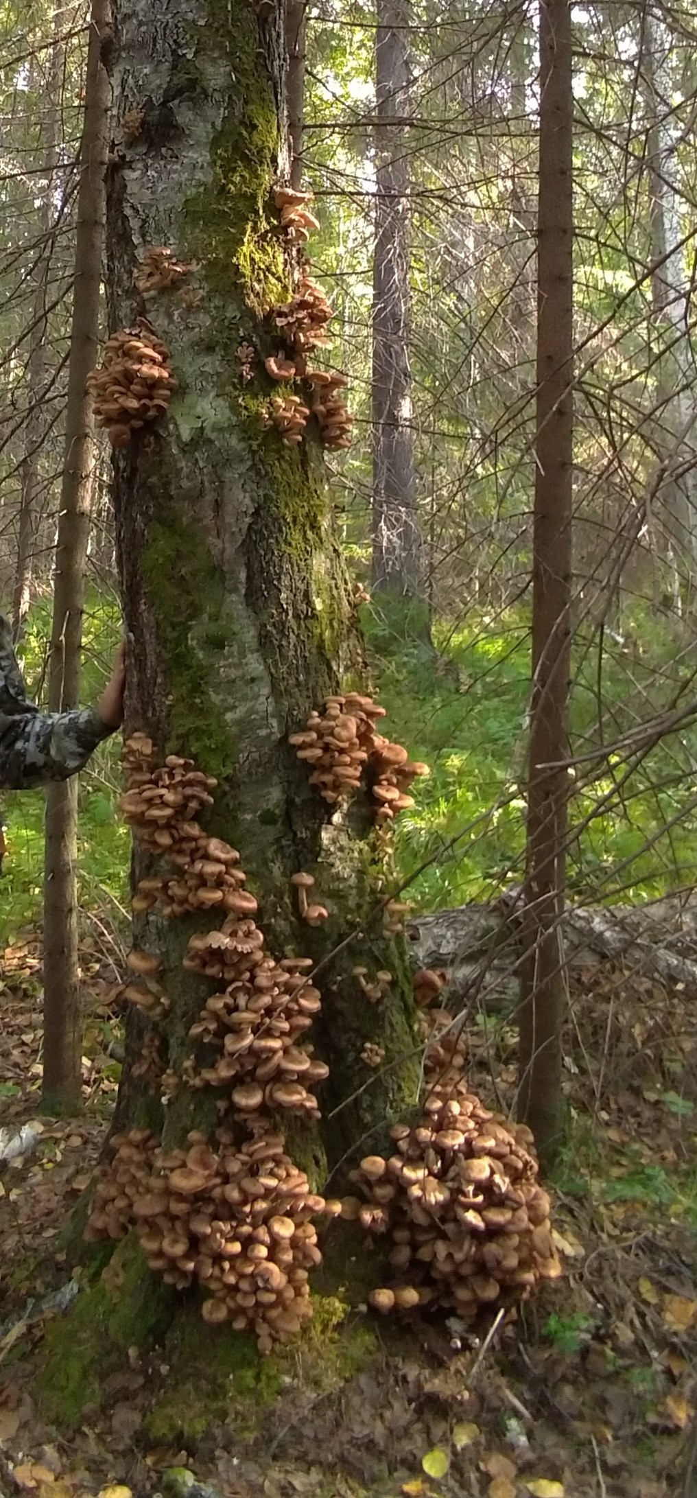 Happy hunting. - My, Honey mushrooms, Sverdlovsk region, Longpost