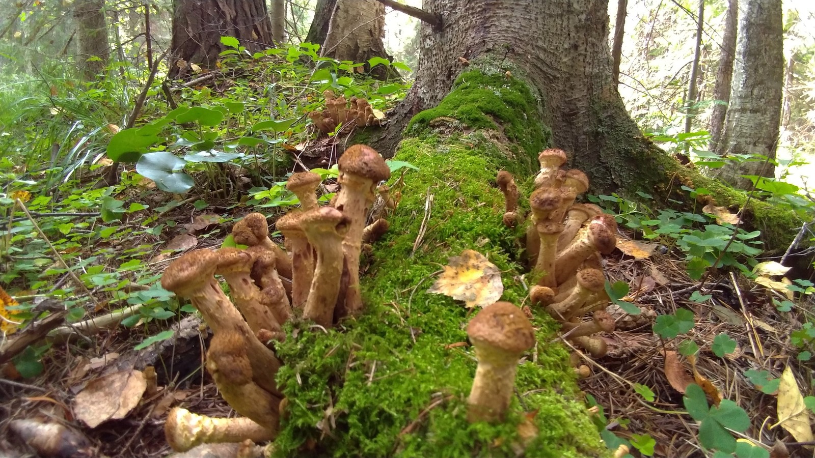 Happy hunting. - My, Honey mushrooms, Sverdlovsk region, Longpost