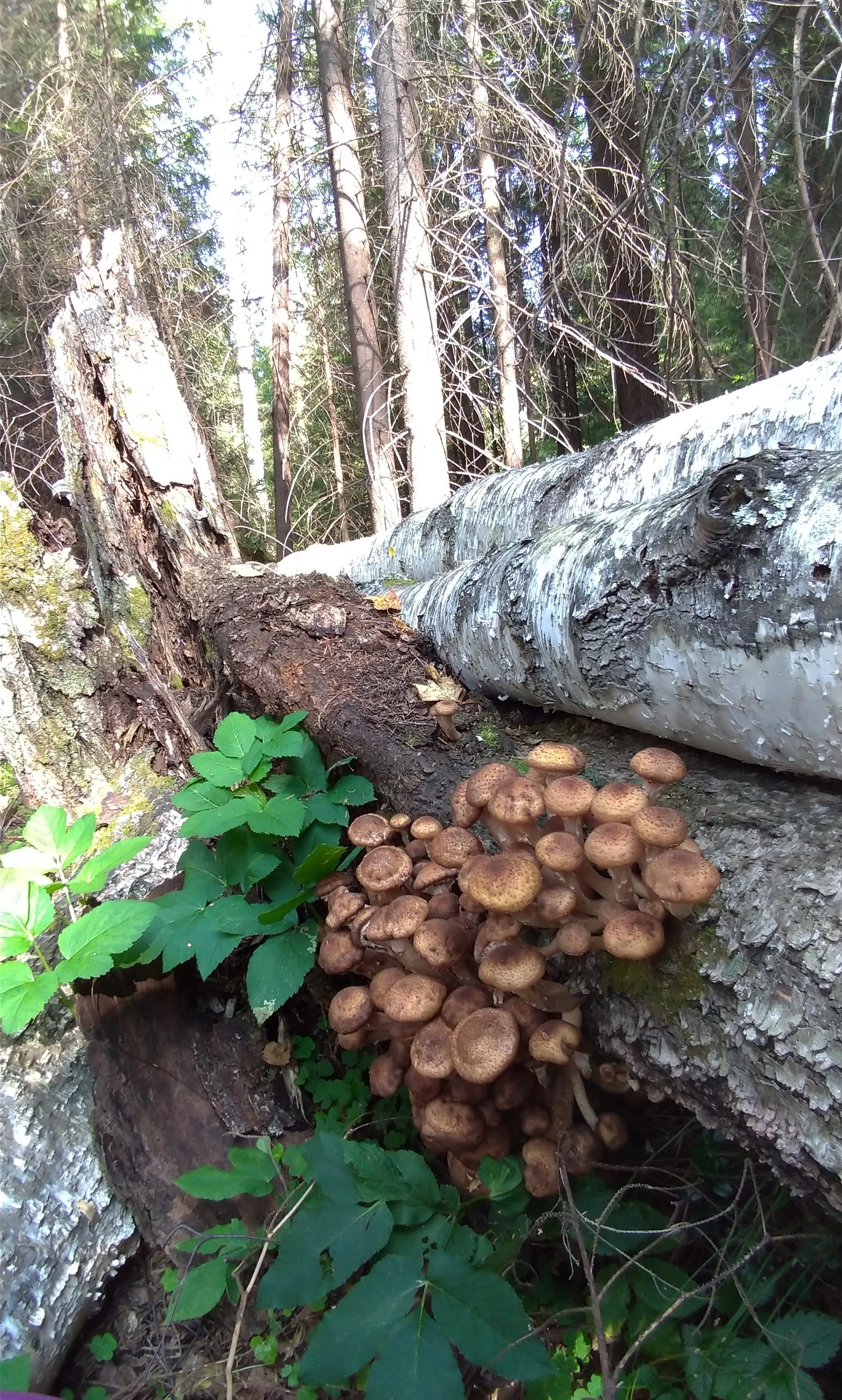 Happy hunting. - My, Honey mushrooms, Sverdlovsk region, Longpost