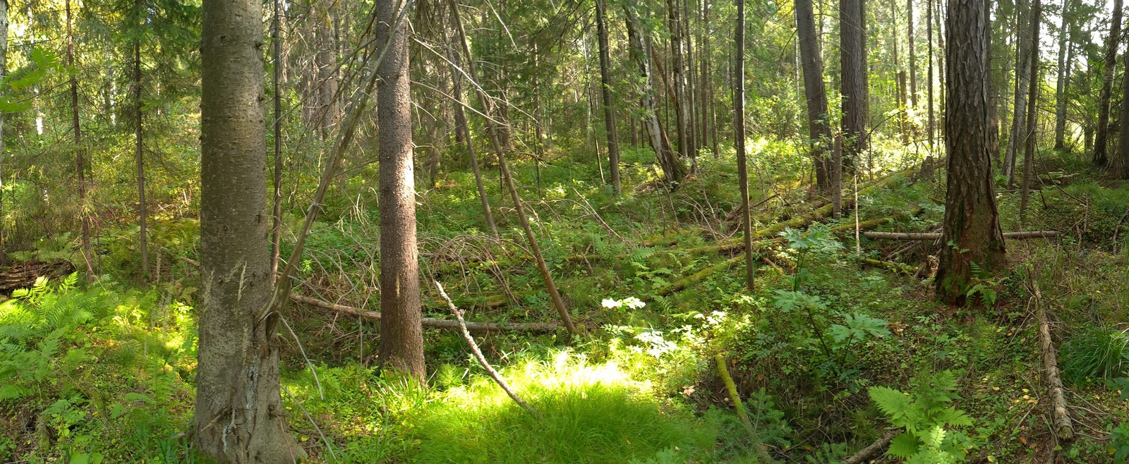 Happy hunting. - My, Honey mushrooms, Sverdlovsk region, Longpost