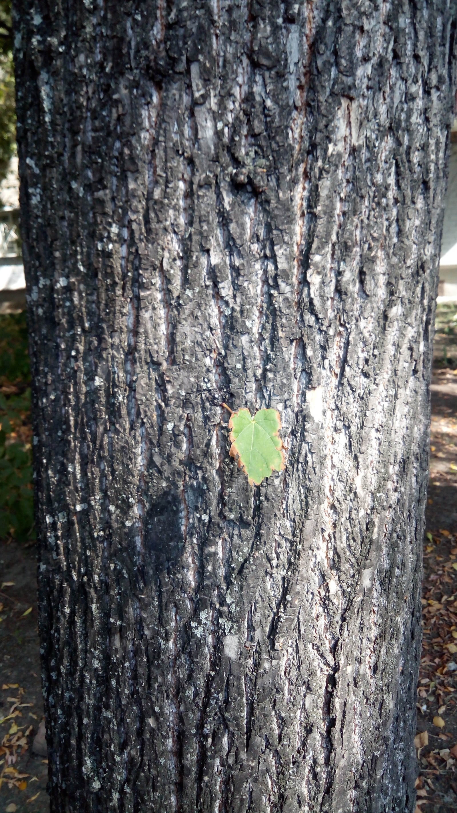 There are no hopeless situations... - A desperate situation, Tree, Leaves, I can