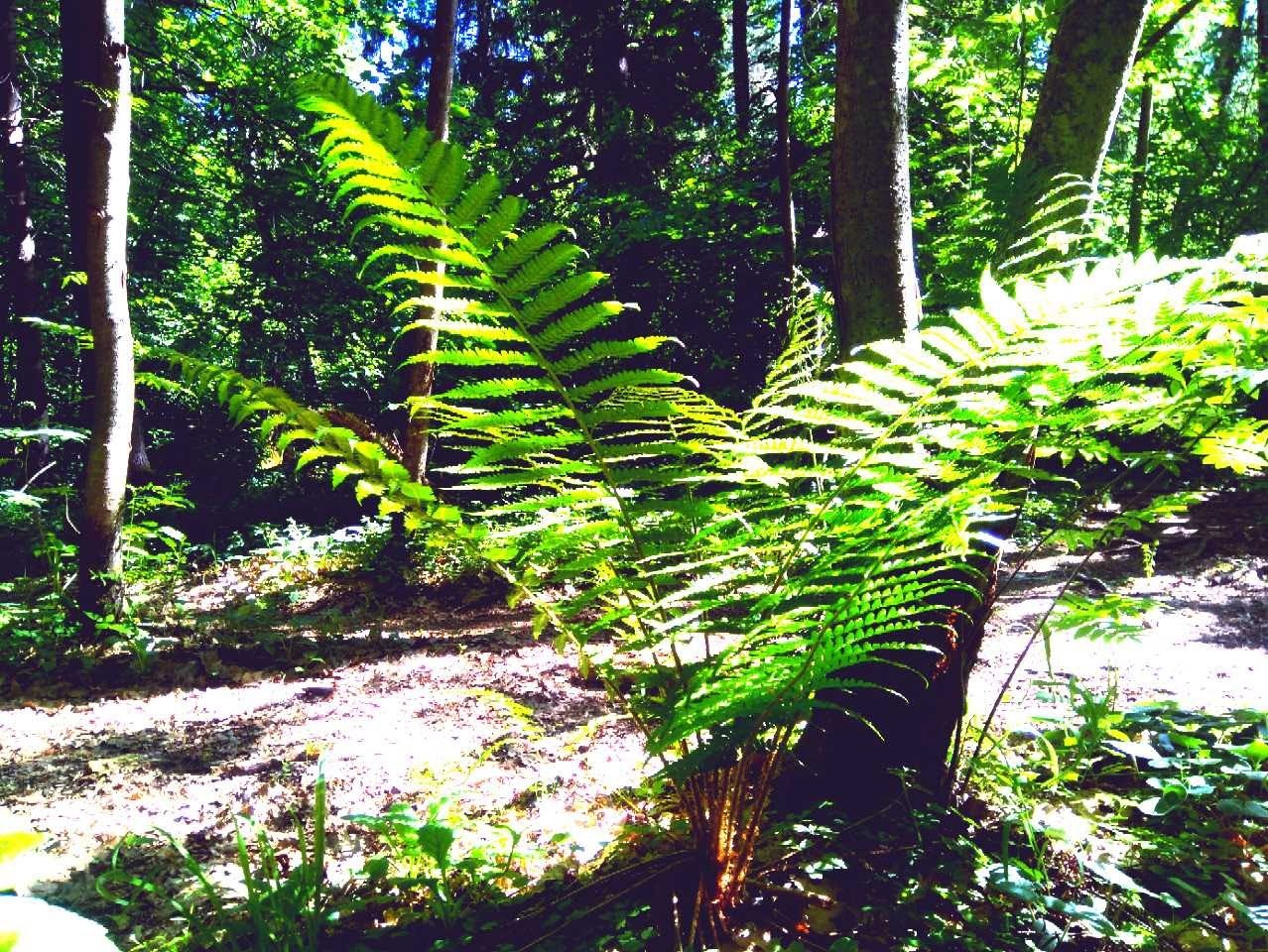 Fern - My, Fern, Plants, Nature, Beginning photographer, wildlife