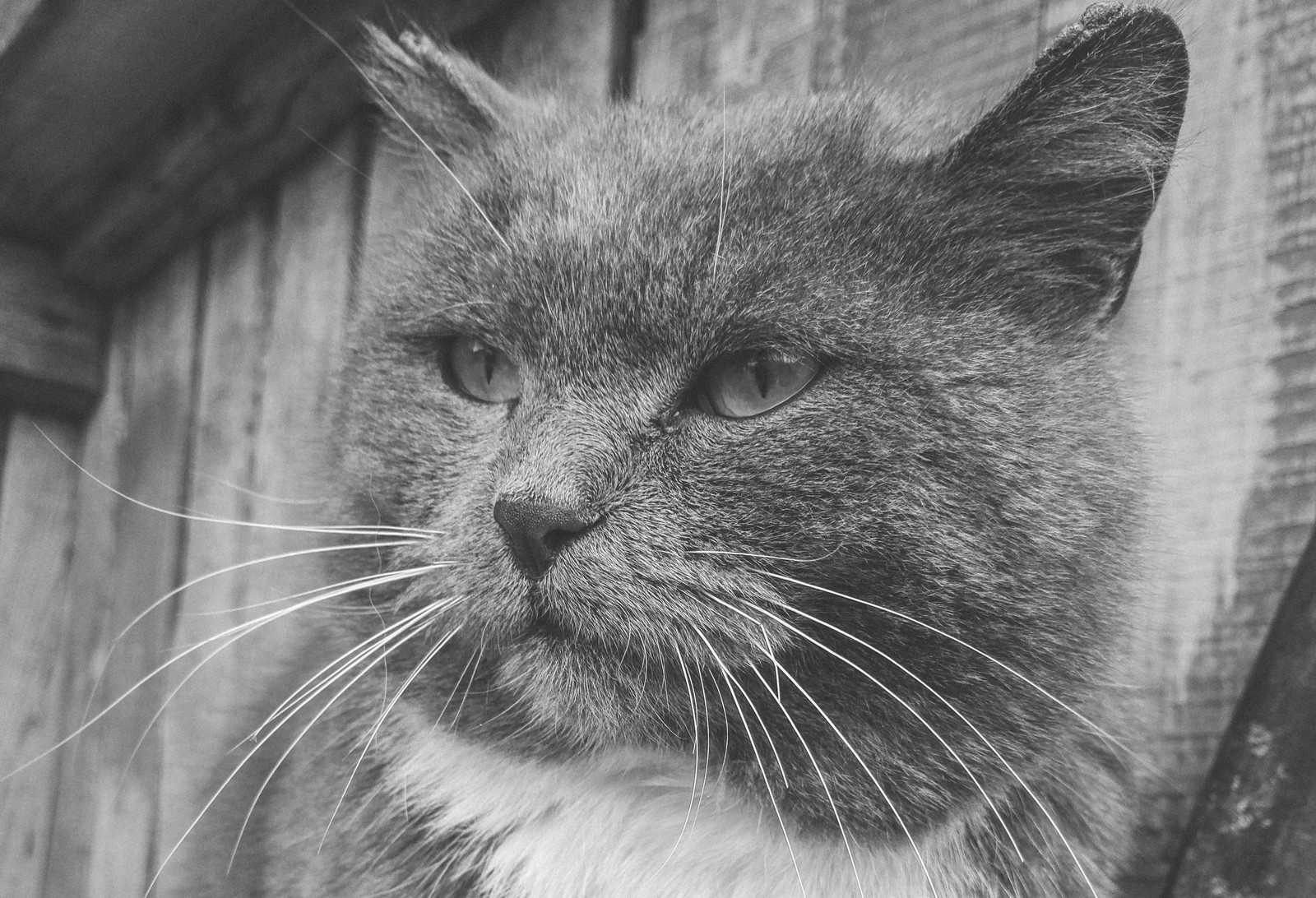 cat - My, cat, Black and white, The photo