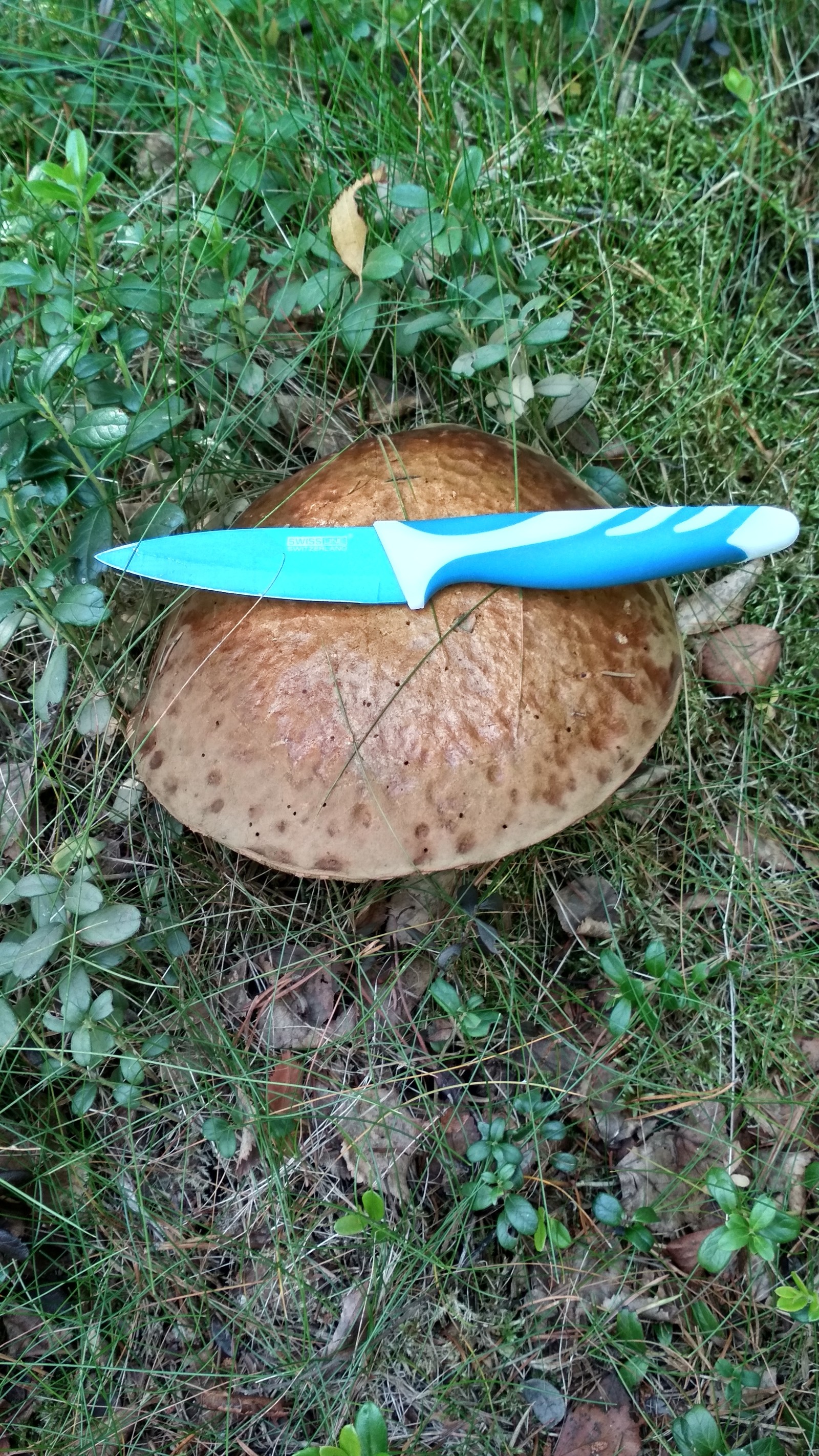 Mushrooms in Sweden. - My, Silent hunt, Mushrooms, Sweden, Longpost