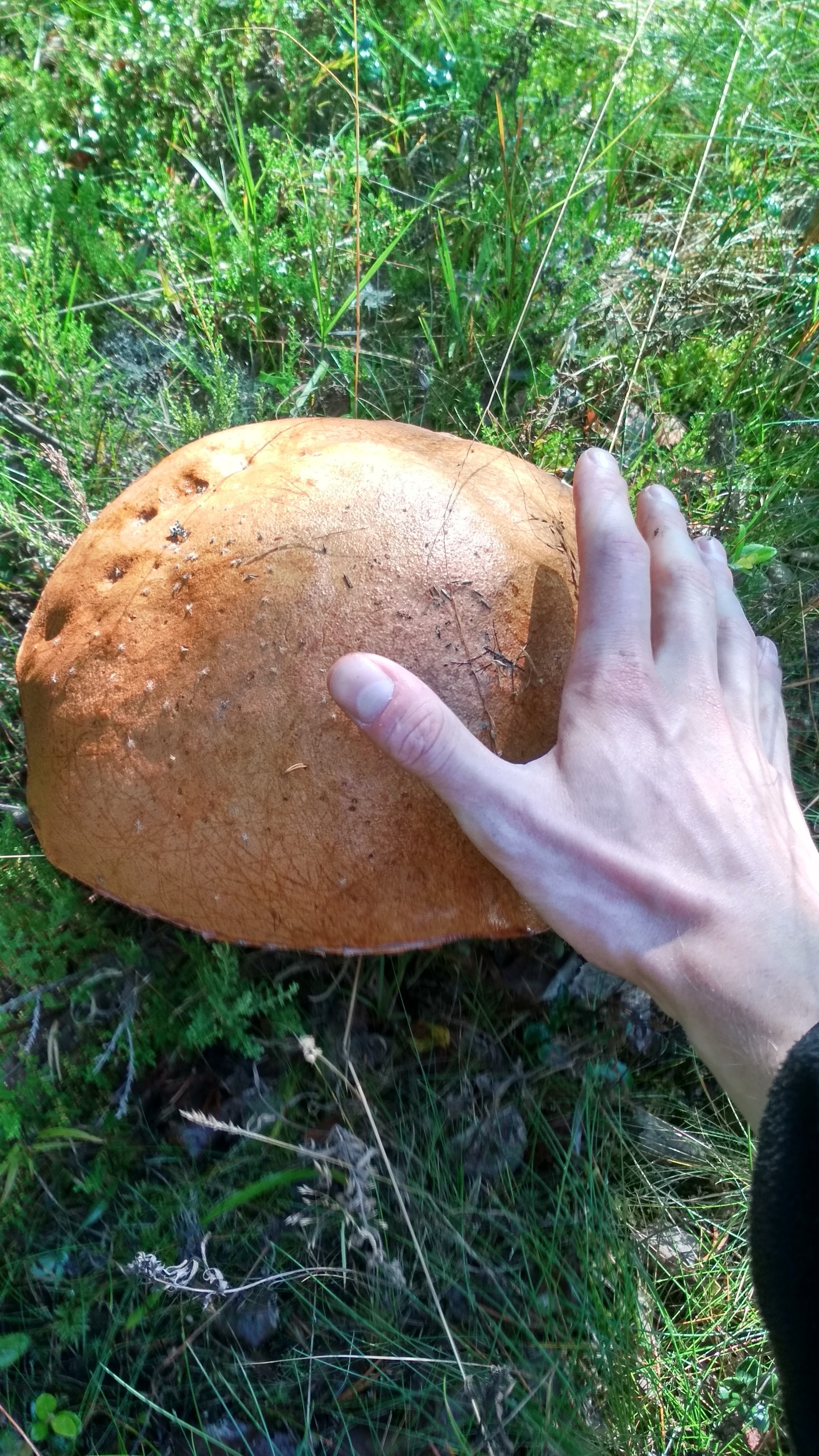 Mushrooms in Sweden. - My, Silent hunt, Mushrooms, Sweden, Longpost