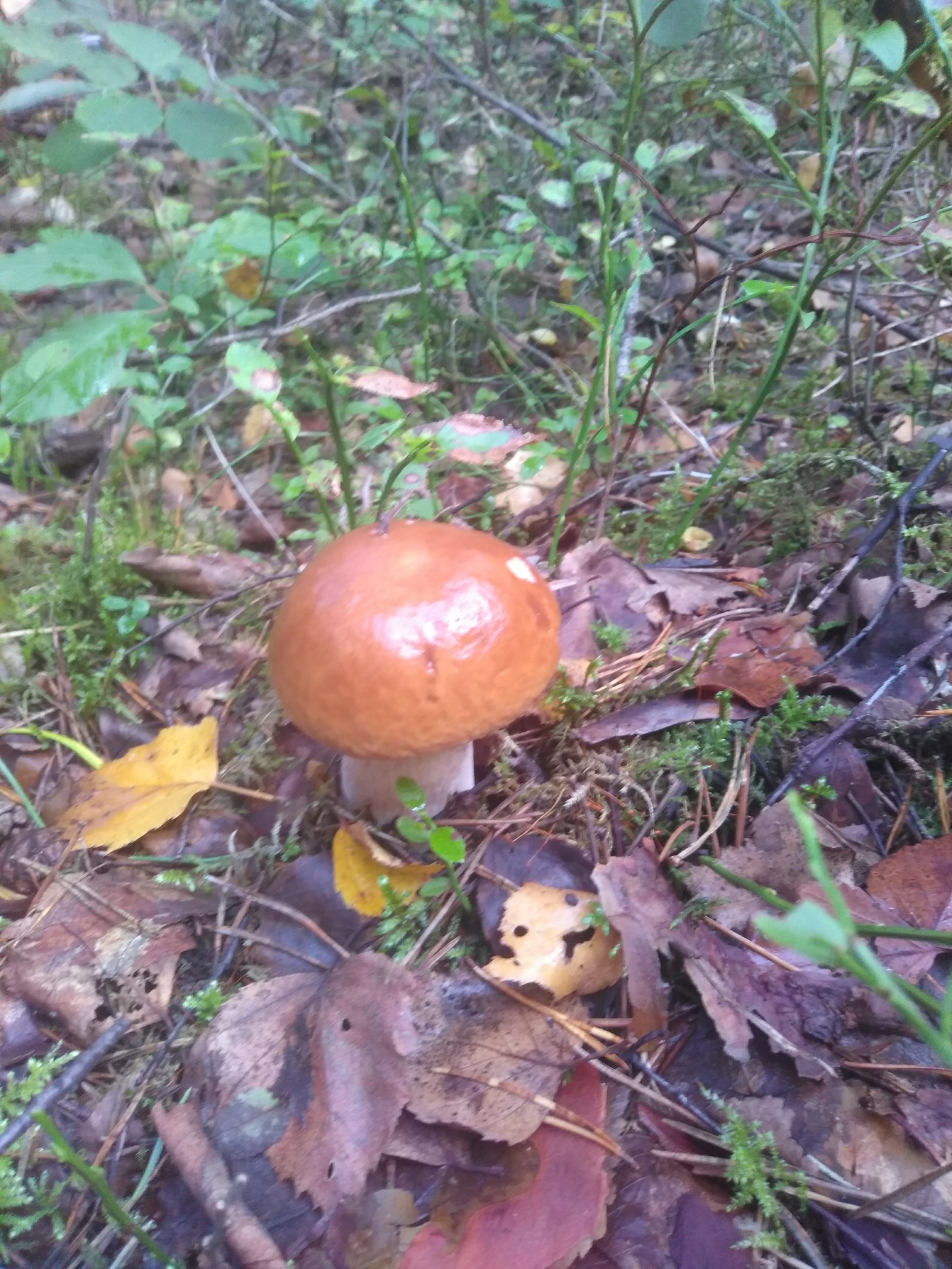 Quiet hunting. - My, Mushrooms, Walk in the woods, Longpost