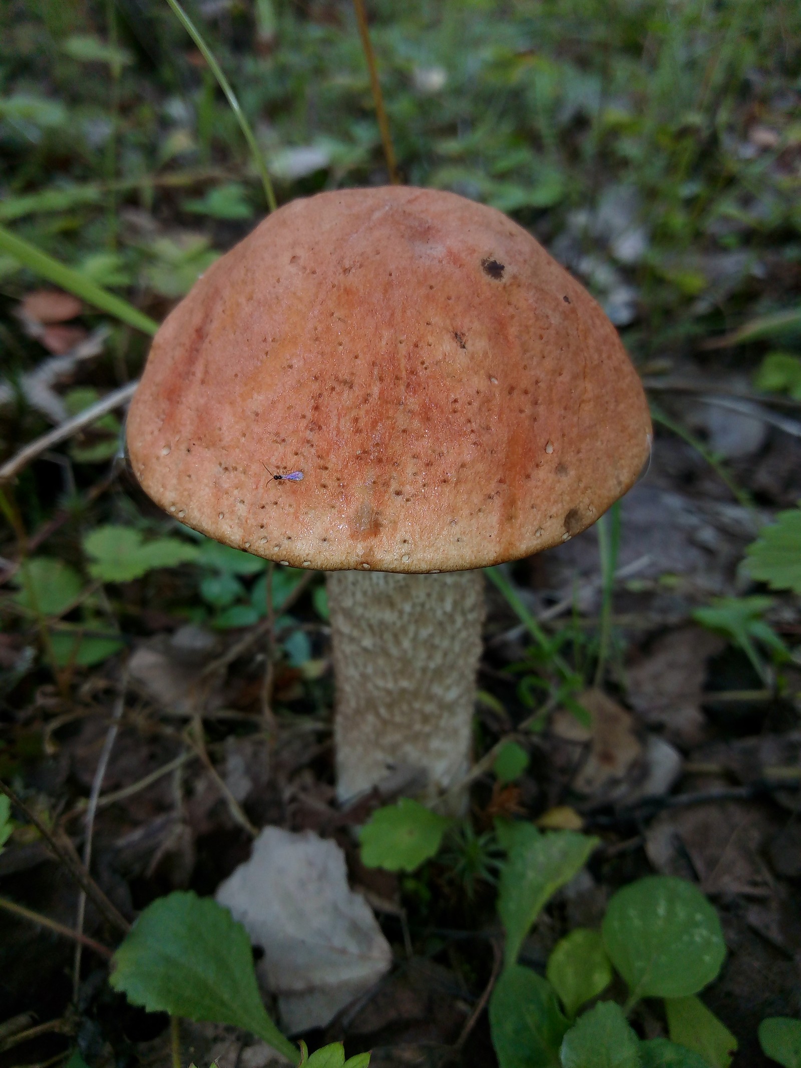 Mushroom Mania 2 - My, Silent hunt, Mushrooms, Longpost