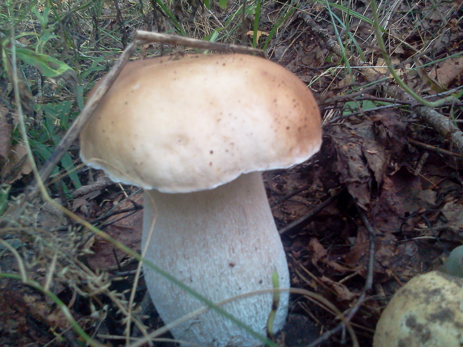 First autumn. - My, Mushrooms, Republic of Belarus, Longpost, Silent hunt