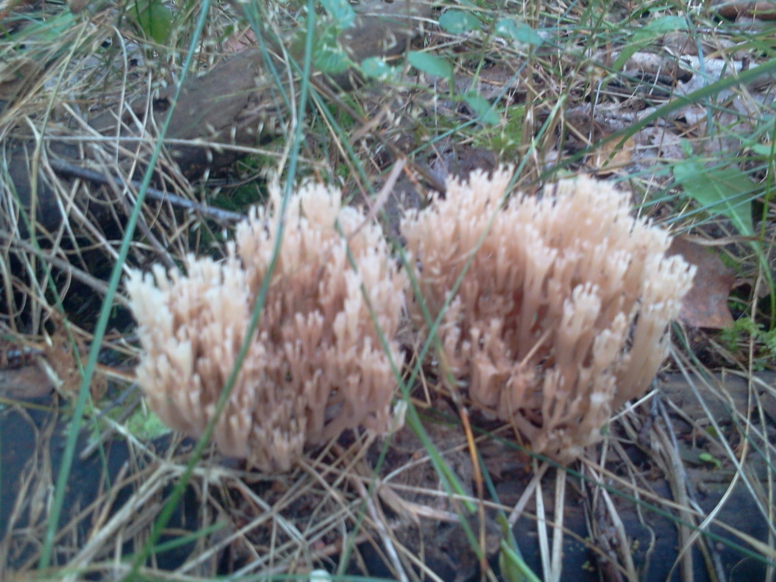 First autumn. - My, Mushrooms, Republic of Belarus, Longpost, Silent hunt