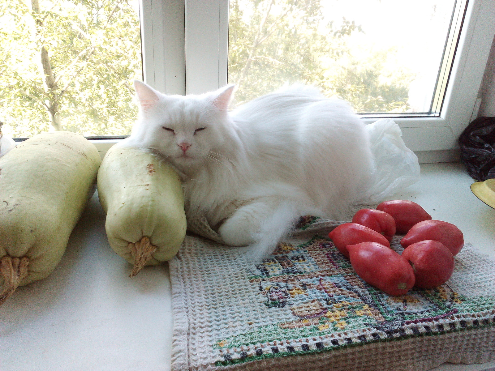 Autumn, fruitful. - My, cat, Snow, Girl with peaches, Dream