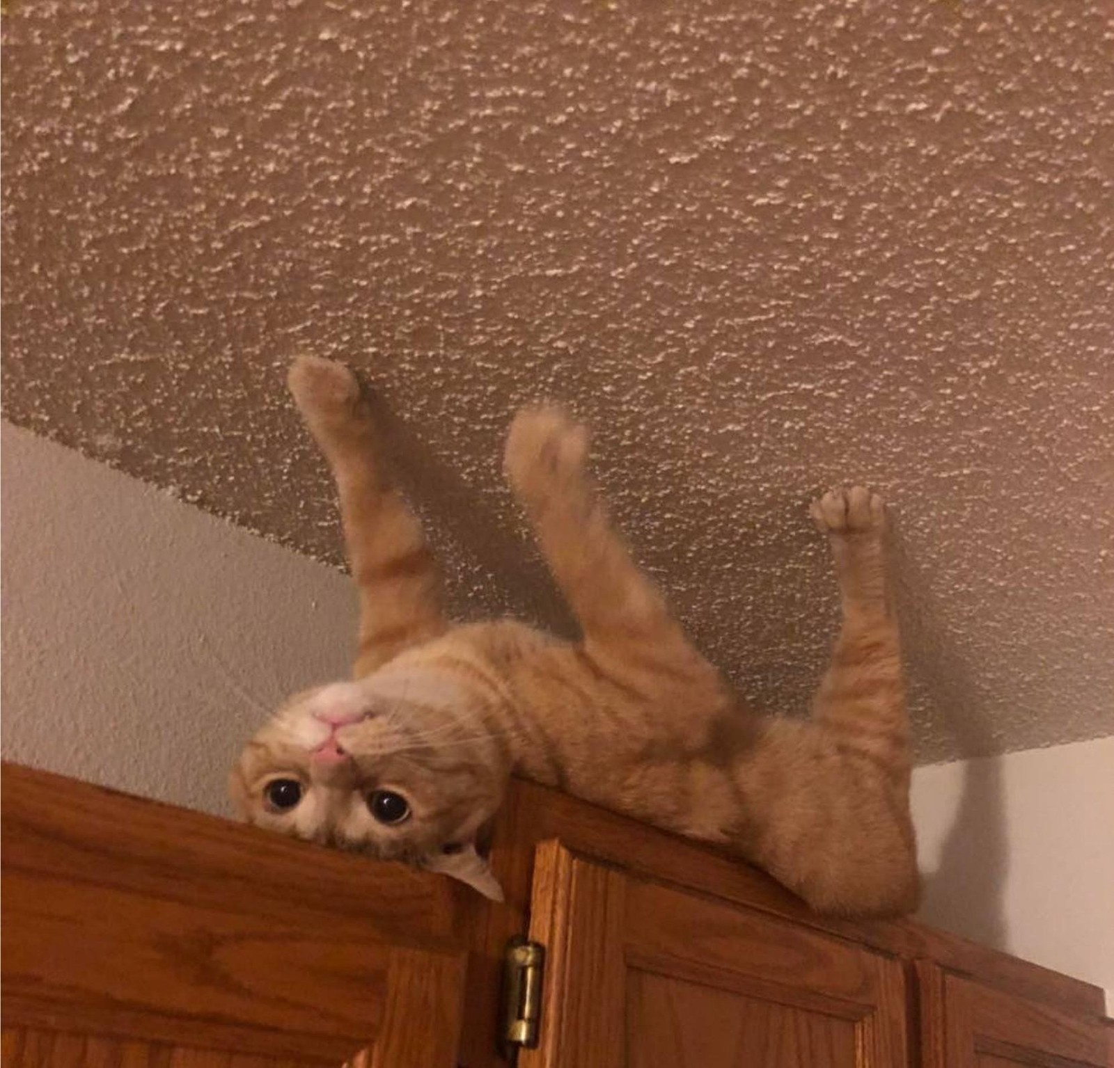 Spider cat - Reddit, cat