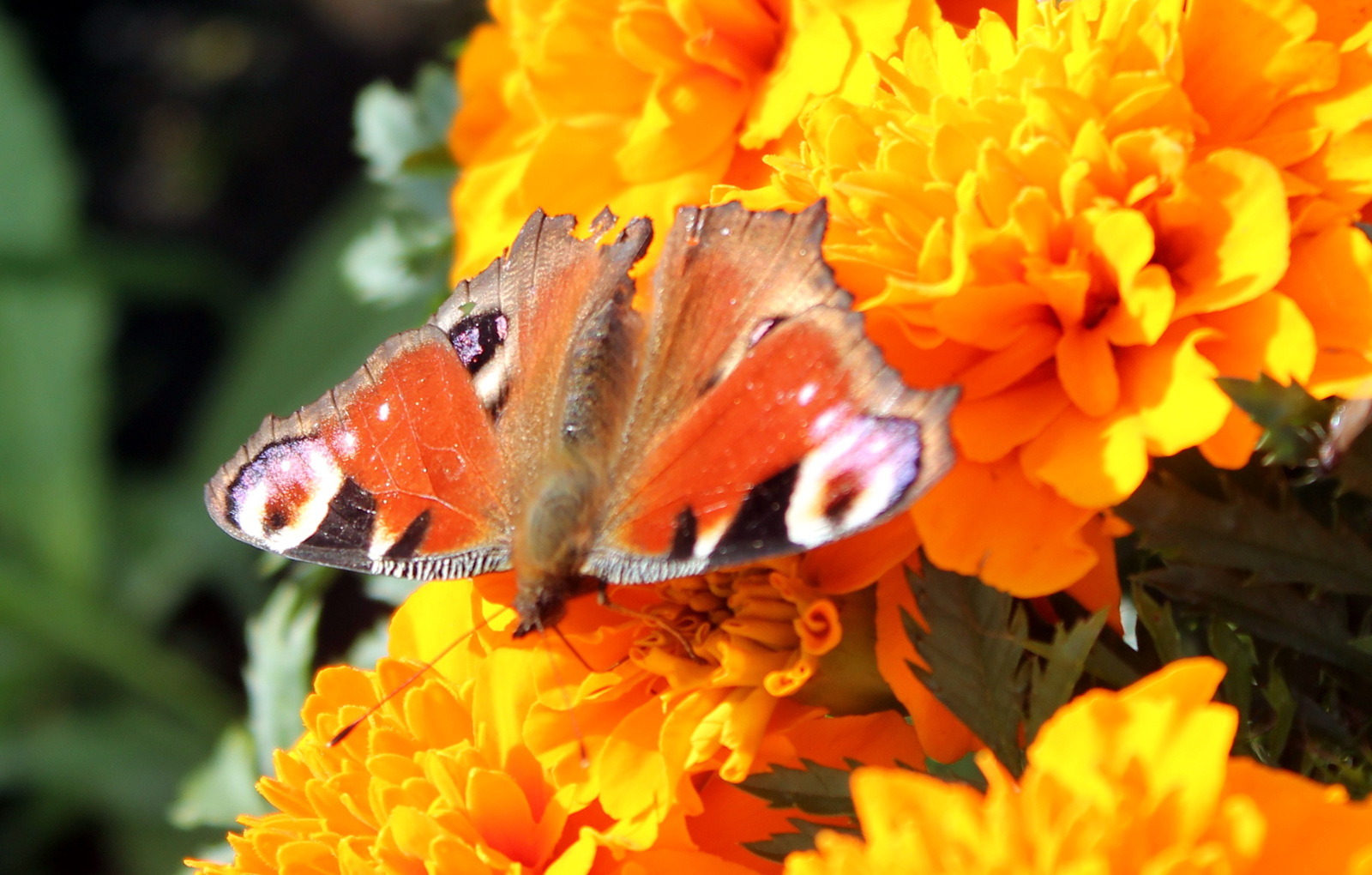 Butterflies and flowers, just like two triangles - red and blue. - My, The photo, Macro photography, Canon, Flowers, Butterfly, Bumblebee, Longpost