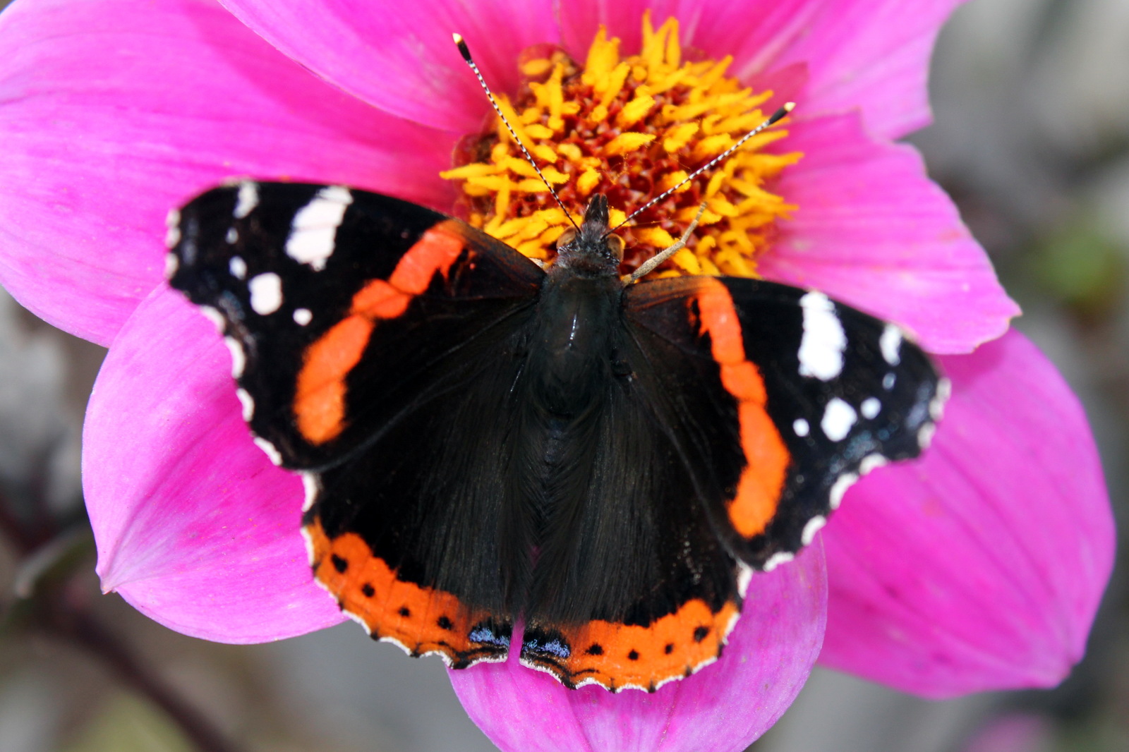 Butterflies and flowers, just like two triangles - red and blue. - My, The photo, Macro photography, Canon, Flowers, Butterfly, Bumblebee, Longpost