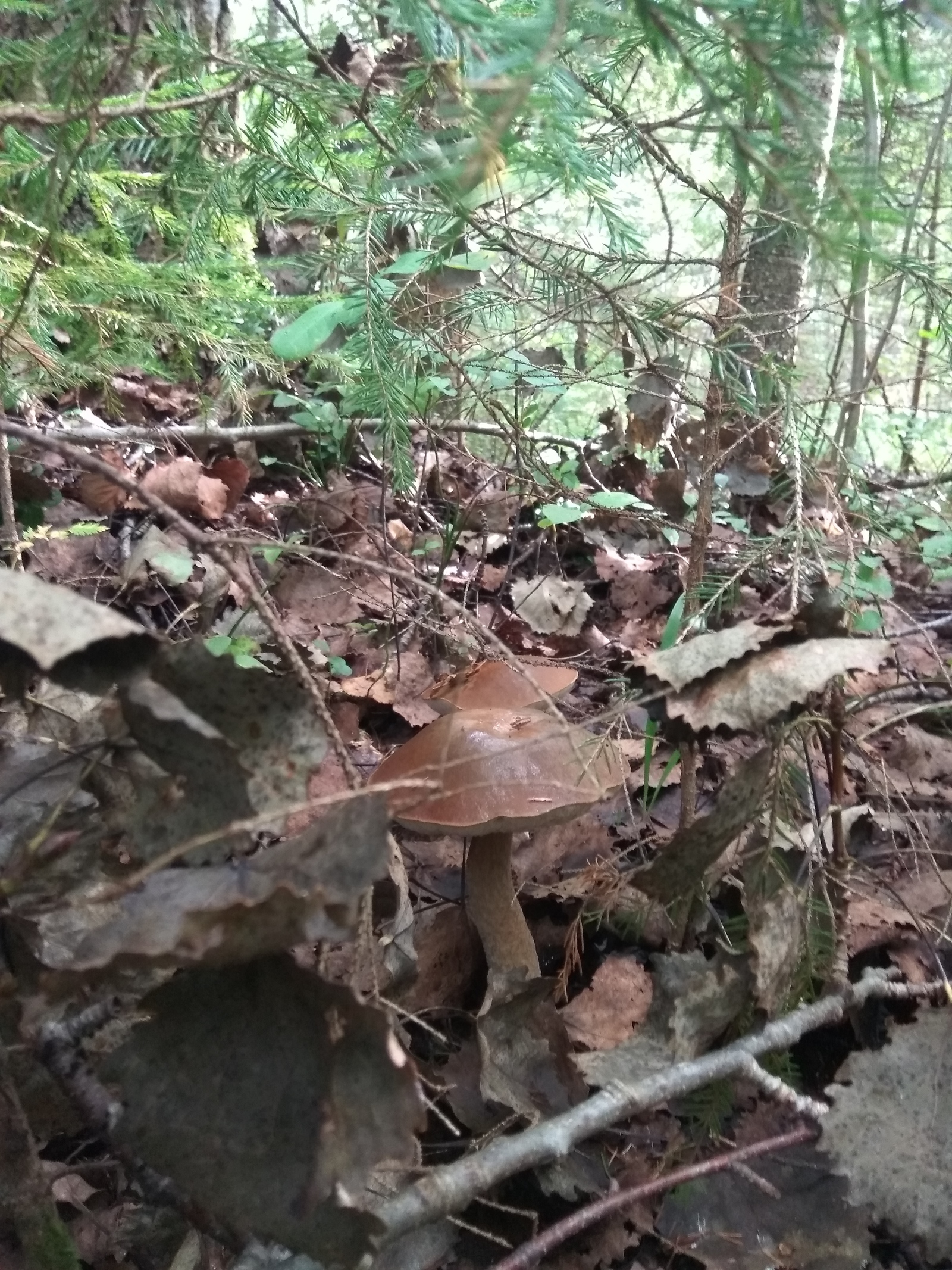 Hiking for mushrooms - My, White, Red, Forest, Silent hunt, Mushrooms, Leningrad region, Longpost