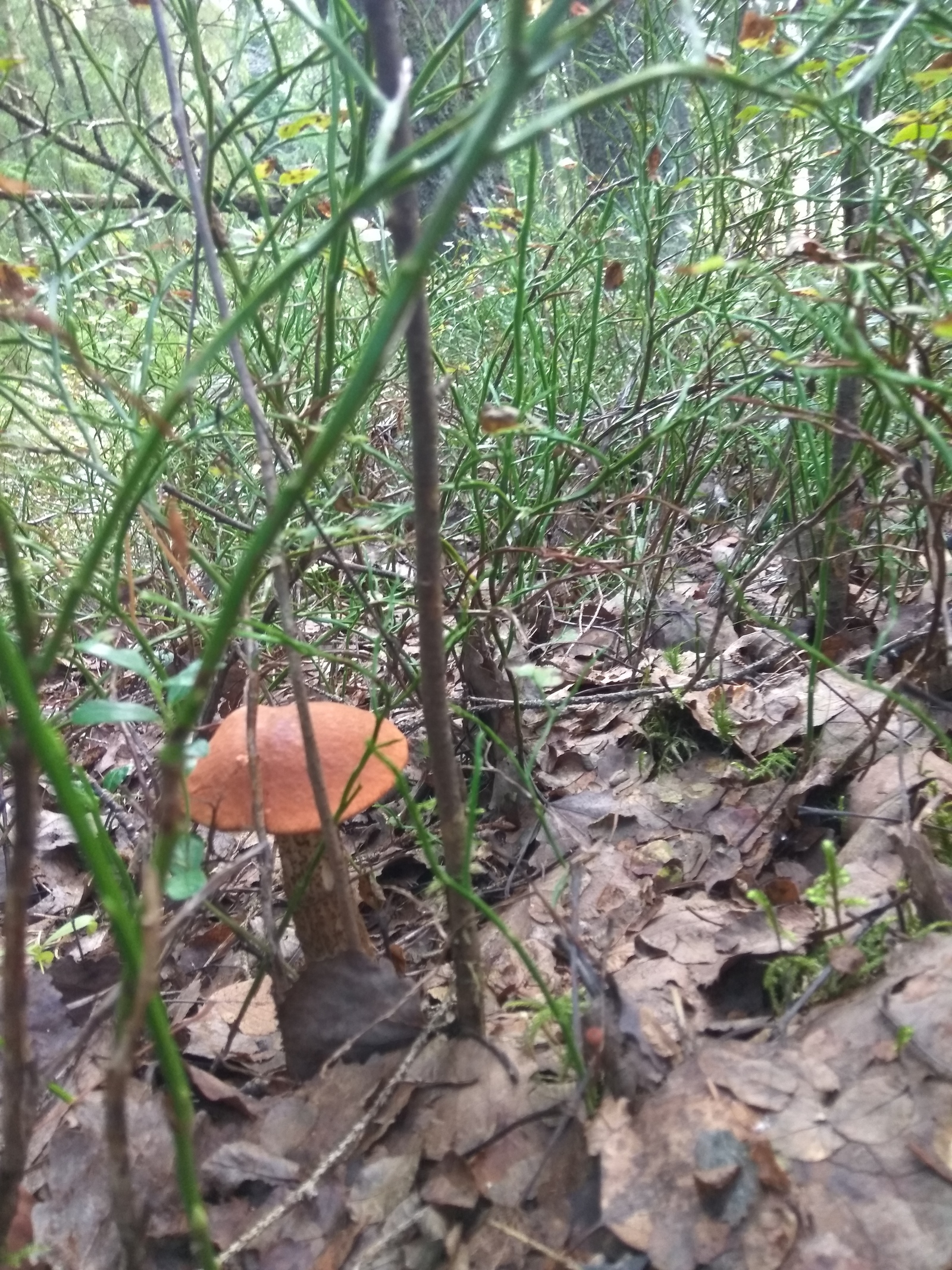 Hiking for mushrooms - My, White, Red, Forest, Silent hunt, Mushrooms, Leningrad region, Longpost