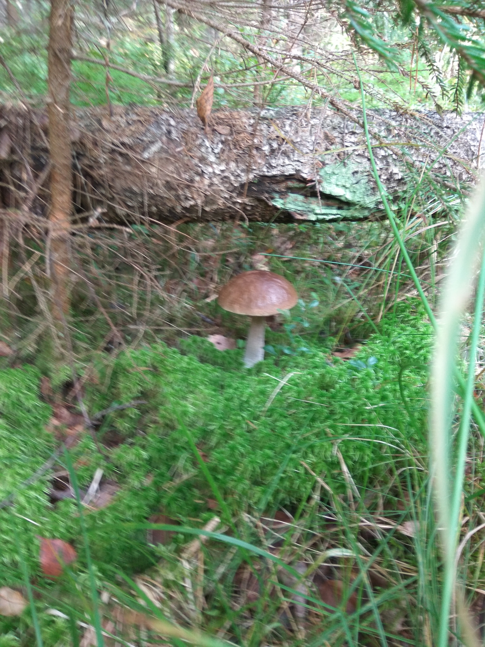 Hiking for mushrooms - My, White, Red, Forest, Silent hunt, Mushrooms, Leningrad region, Longpost