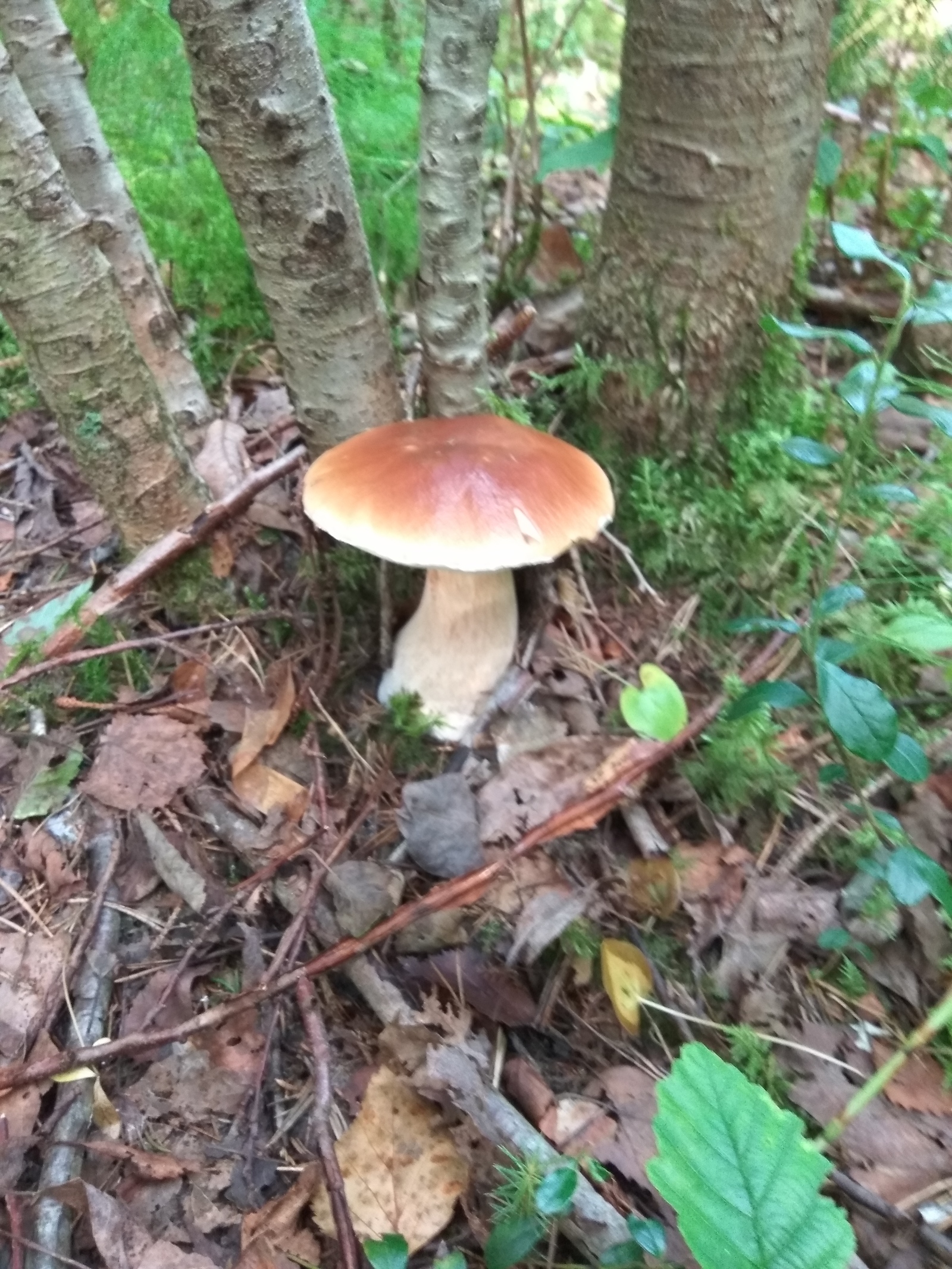 Hiking for mushrooms - My, White, Red, Forest, Silent hunt, Mushrooms, Leningrad region, Longpost