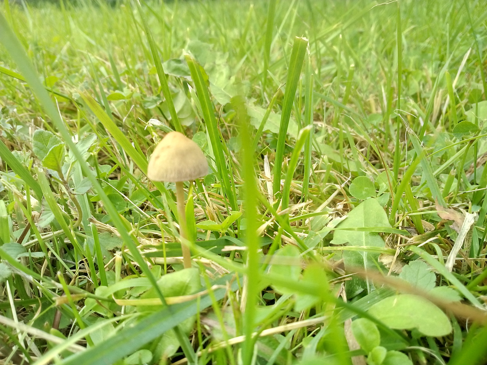 Excellent day - My, Forest, Mushrooms, Toadstool, Autumn, Longpost