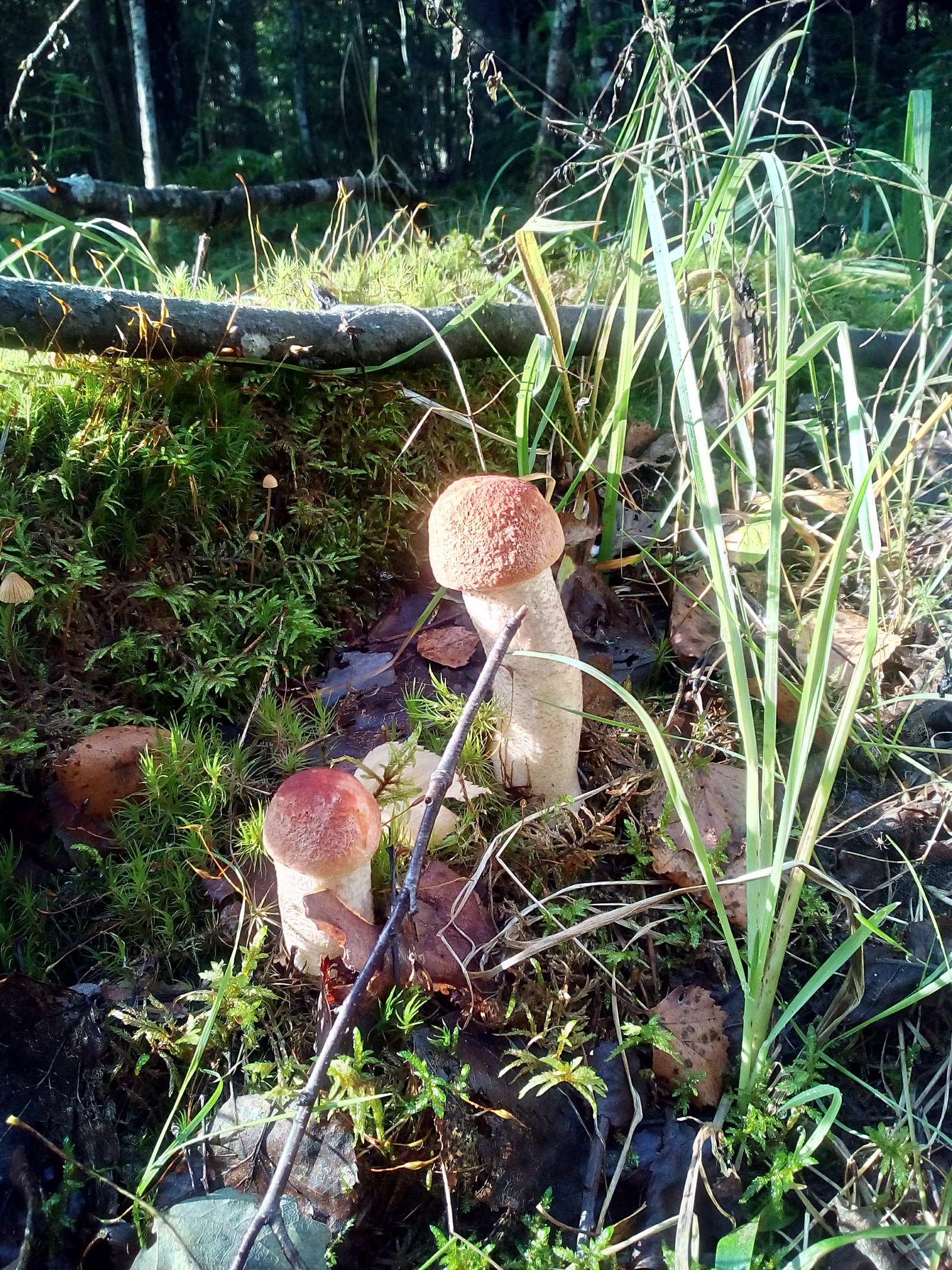 Excellent day - My, Forest, Mushrooms, Toadstool, Autumn, Longpost