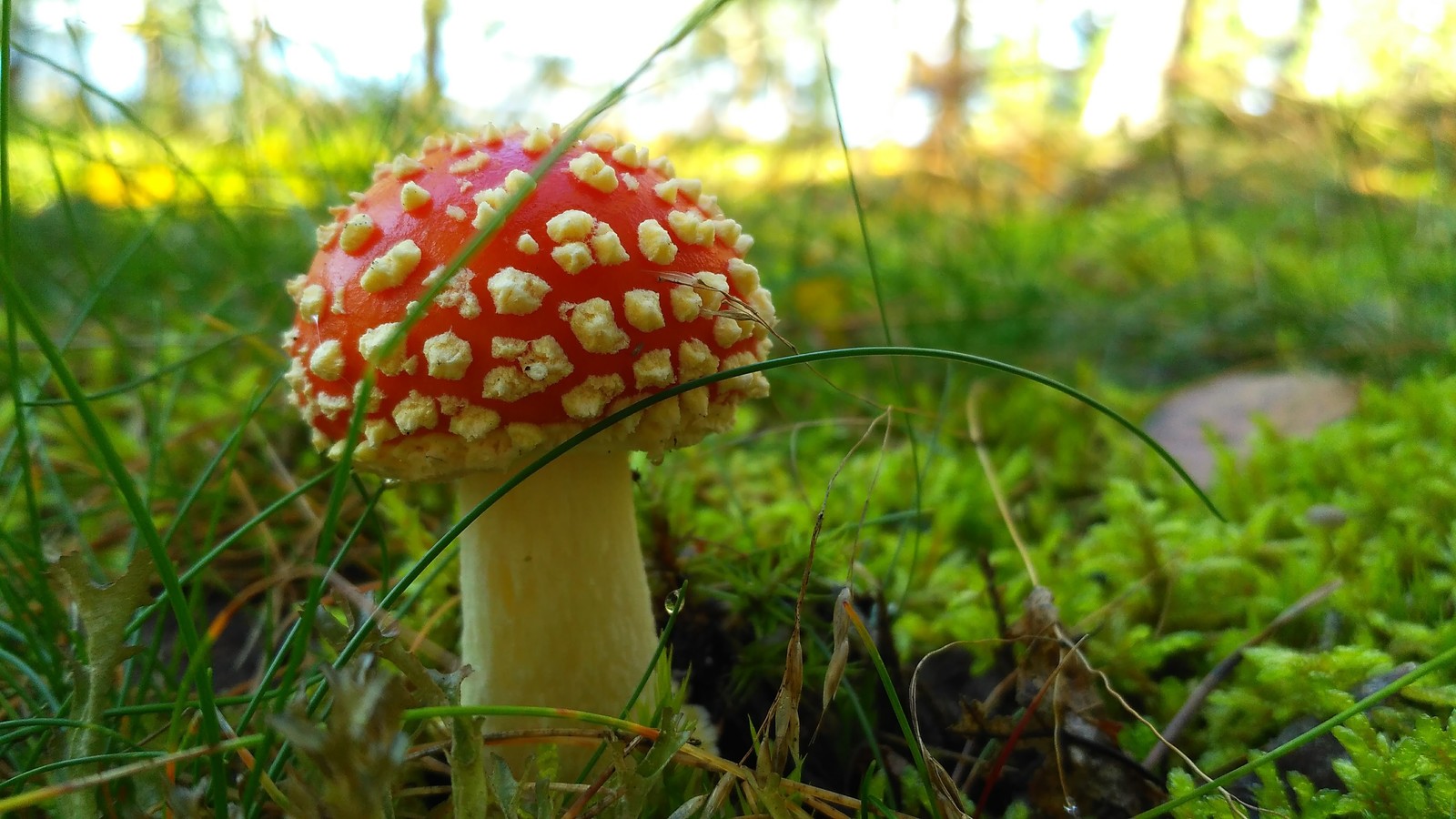 Mushroom. - My, Fly agaric, Mushrooms, beauty of nature