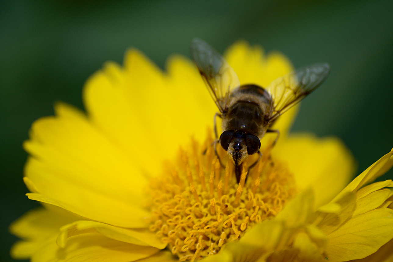 When you have already been kicked out of the house, but you still want to eat - My, The photo, Drones, Insects, Macro, Macro photography