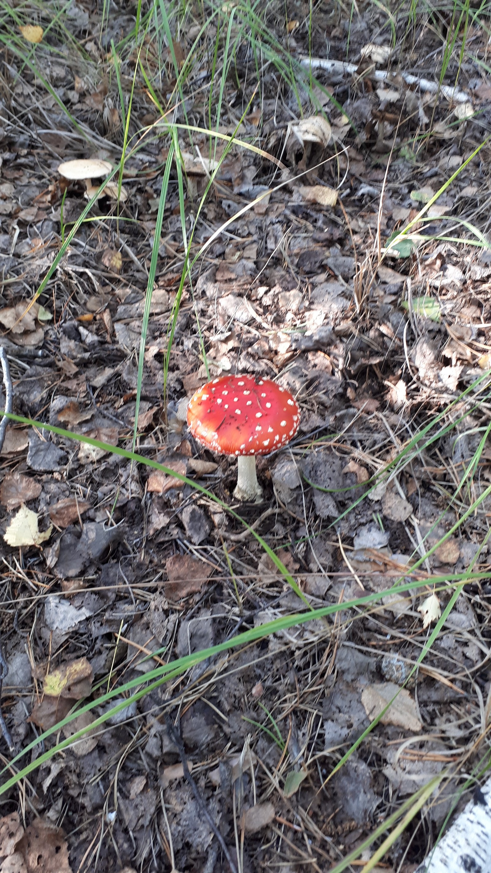 some mushrooms - My, Mushrooms, Dog, Fly agaric, Butterlets, East European Shepherd, Longpost