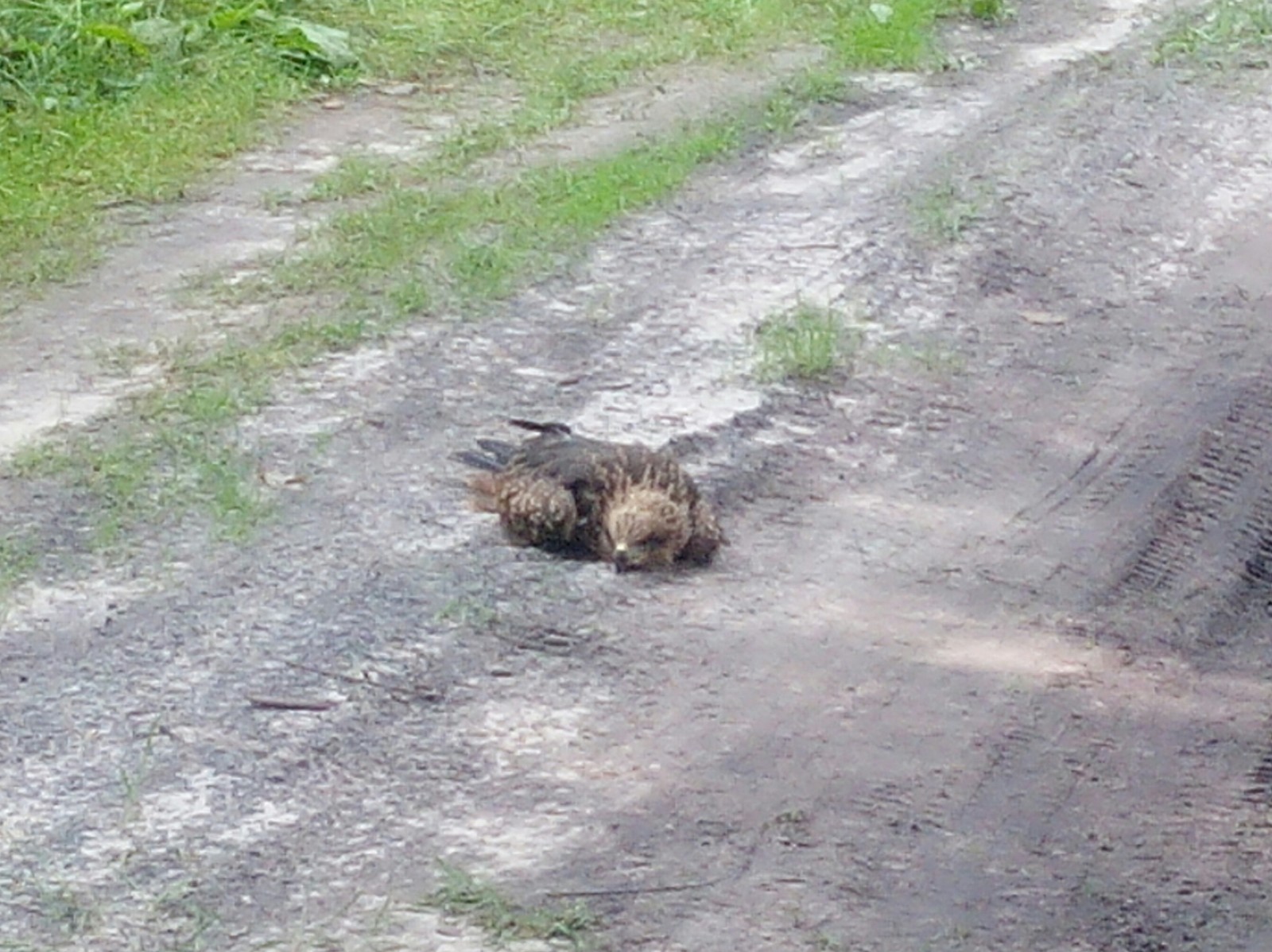 Wounded Predator - My, Republic of Belarus, Predator, Hawk, Forest, Life stories, Video