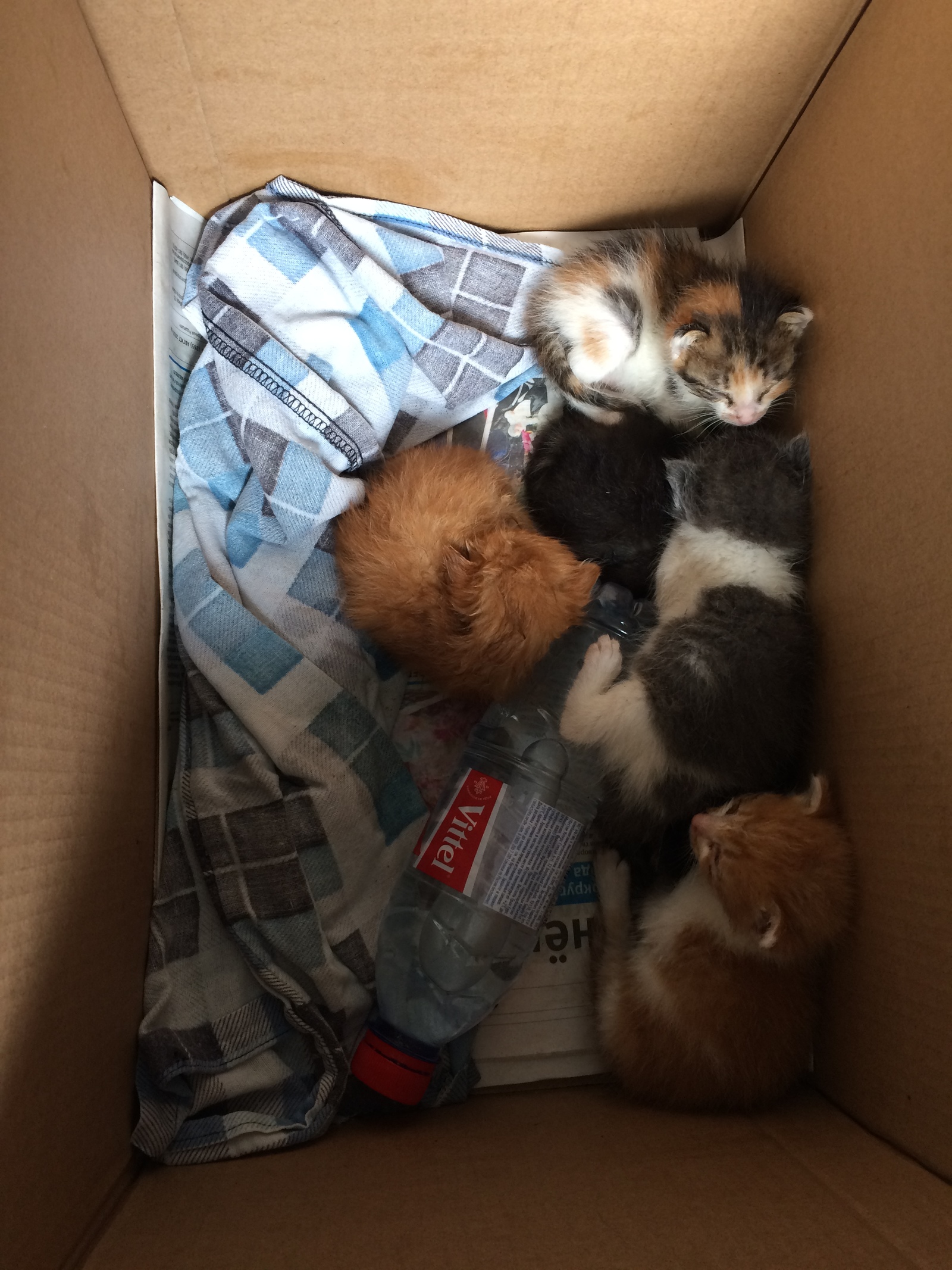 Nurse cat urgently moscow - My, Help, Kittens, No rating, Moscow, cat, Helping animals