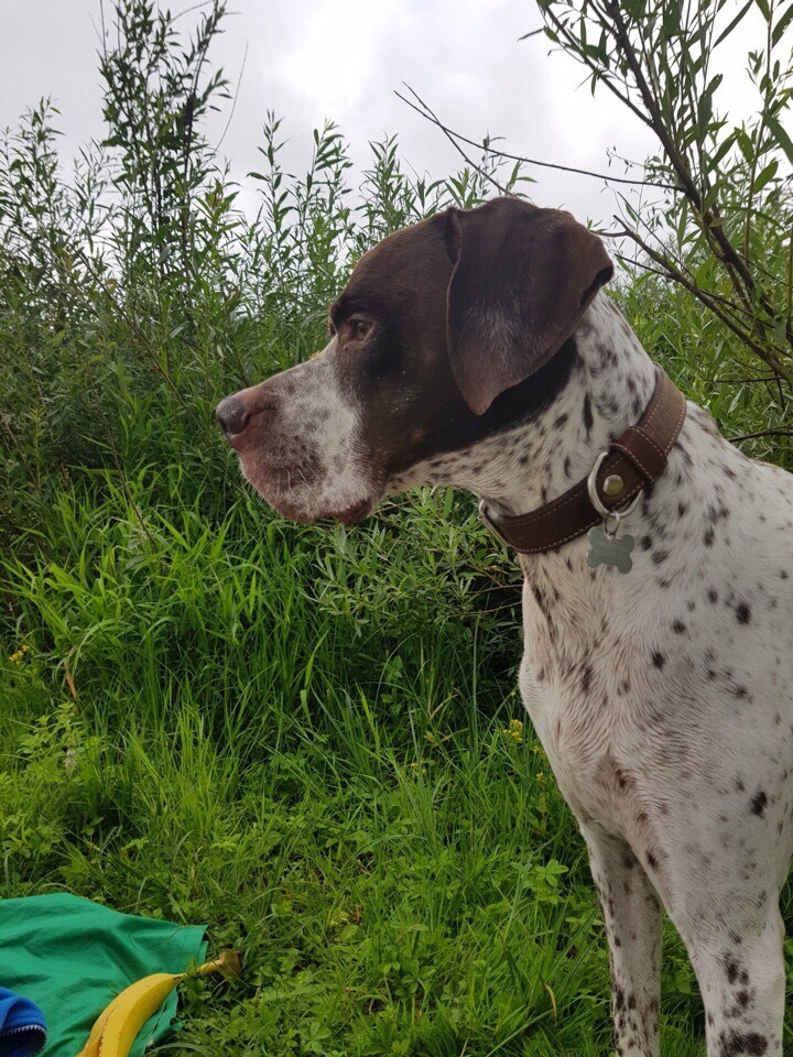 LOST DOG - The dog is missing, Kaluga, English Pointer, Longpost, No rating