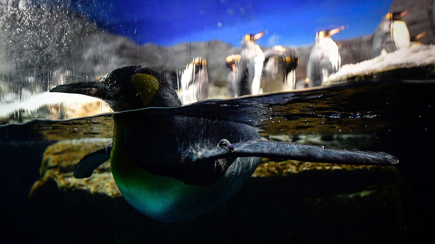 Now the dolphin is your husband - My, Oceanarium, Dolphin, Belukha, Stingray, Underwater world, Primorsky Krai, Дальний Восток, Longpost