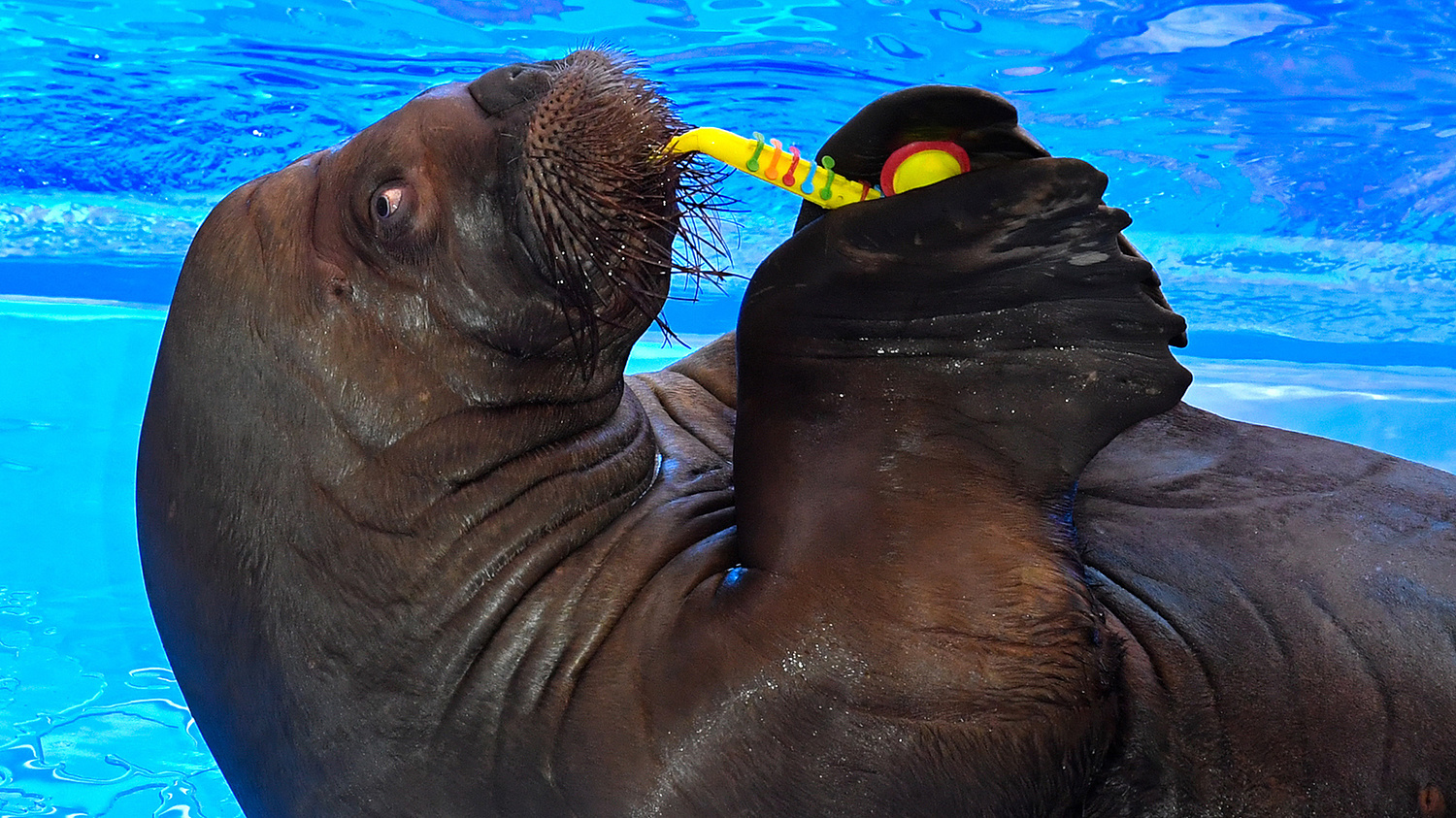 Now the dolphin is your husband - My, Oceanarium, Dolphin, Belukha, Stingray, Underwater world, Primorsky Krai, Дальний Восток, Longpost