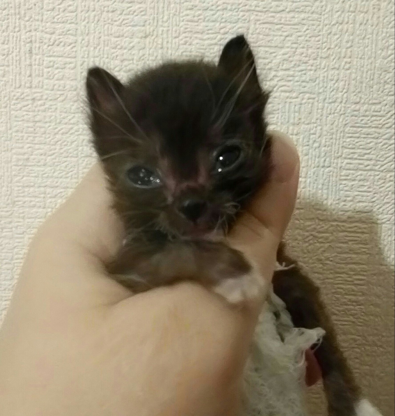 Wild microcat 1 month old - My, Foundling, cat, Longpost