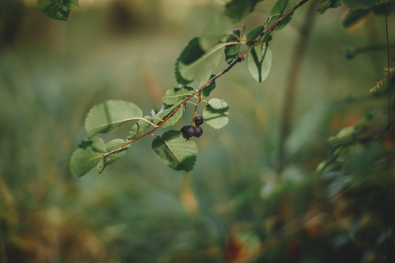 Nature - My, Divnogorsk, Nature, Siberia, Landscape, Longpost