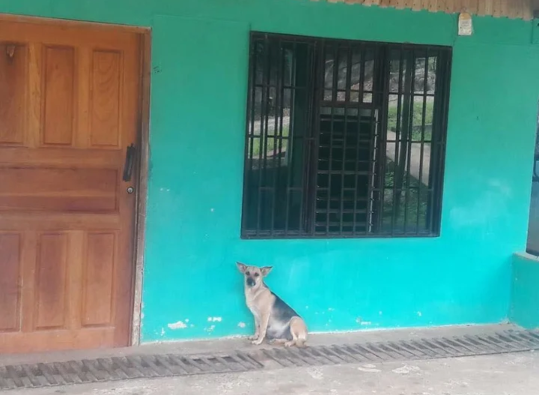 A pregnant dog every day sits under the door of the former house, waiting for the owners. - Animals, Help, Pets, Dog, The photo, news, Interesting, Dogs and people, Longpost, Helping animals