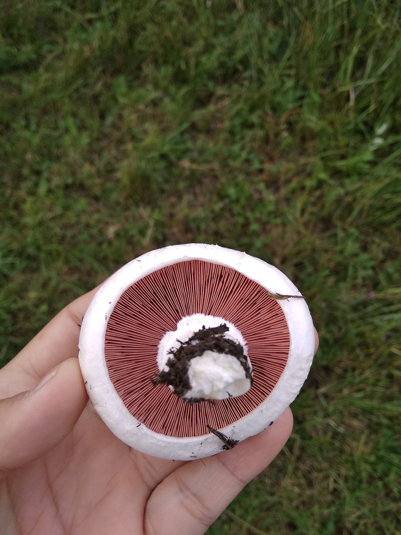 mushroom season. - My, Mushrooms, Nature, Kazakhstan, A1, Sky, Longpost