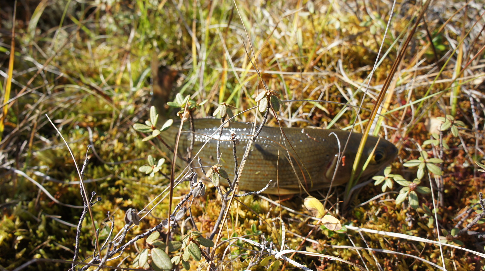 Fishing in Oymyakonya - My, Fishing, Oymyakon, Lake, Loach, Grayling, Track, Preserve, Longpost, Reserves and sanctuaries