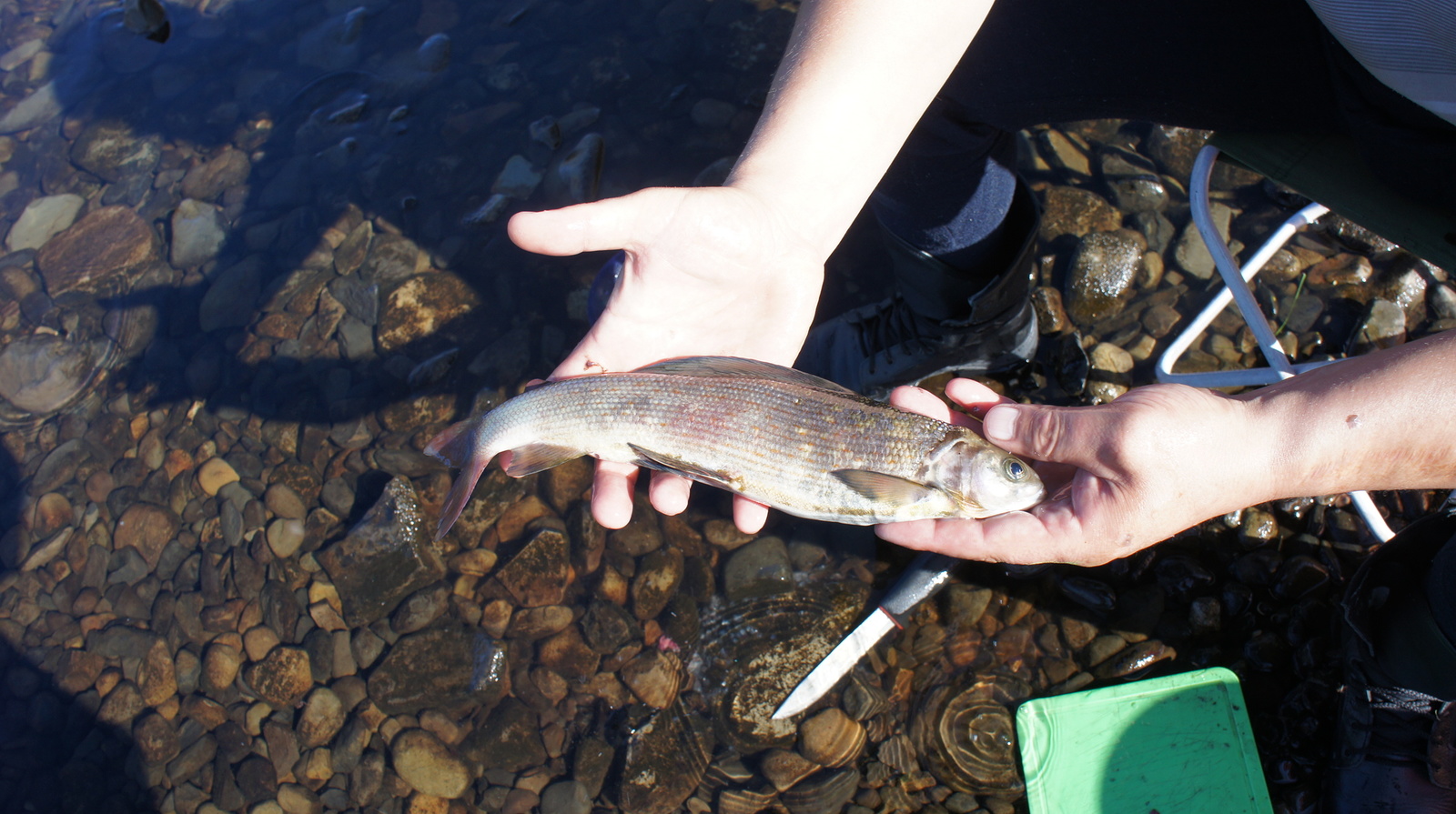 Fishing in Oymyakonya - My, Fishing, Oymyakon, Lake, Loach, Grayling, Track, Preserve, Longpost, Reserves and sanctuaries