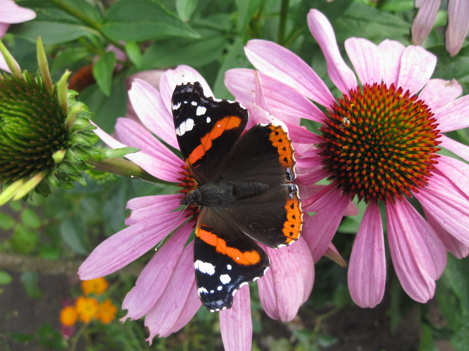 Vacation. Flora. Fauna. part 1 - My, Vacation, Dacha, Nature, The photo, Longpost