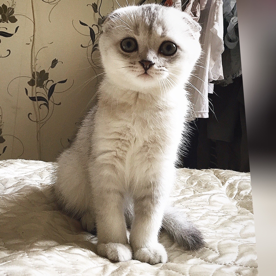 New family member - My, Silver Chinchilla, cat, The photo