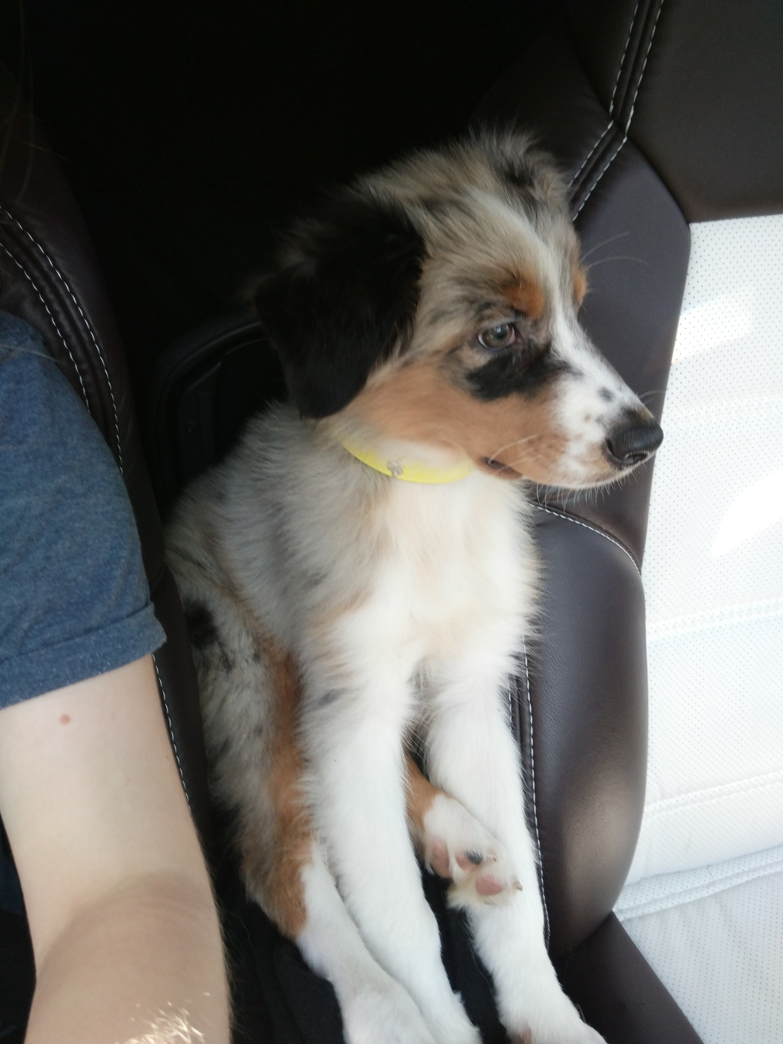 Very comfortably - My, My, Dog, Milota, Australian shepherd, Aussi, Auto, Travels, Longpost