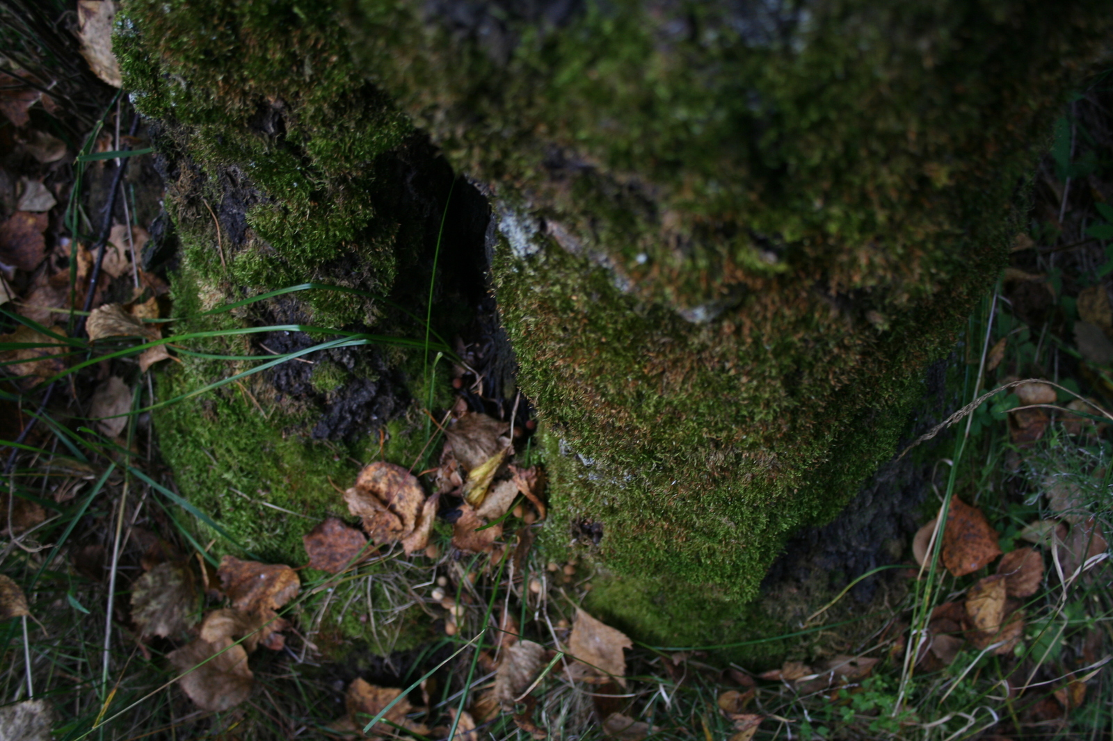 Autumn forest - My, The photo, Forest, Autumn, Longpost