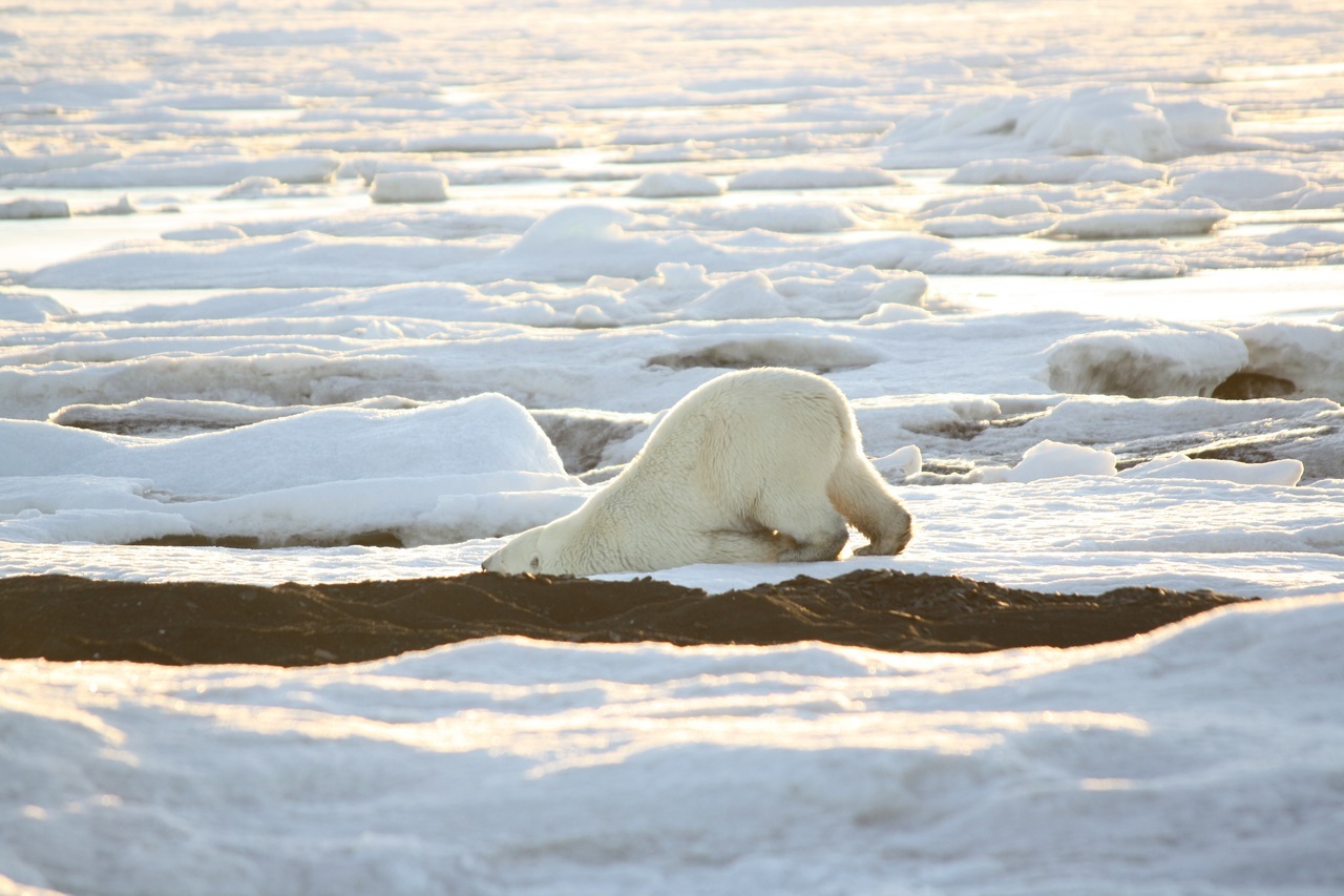 Tired - Polar bear, The Bears, Arctic, Friday