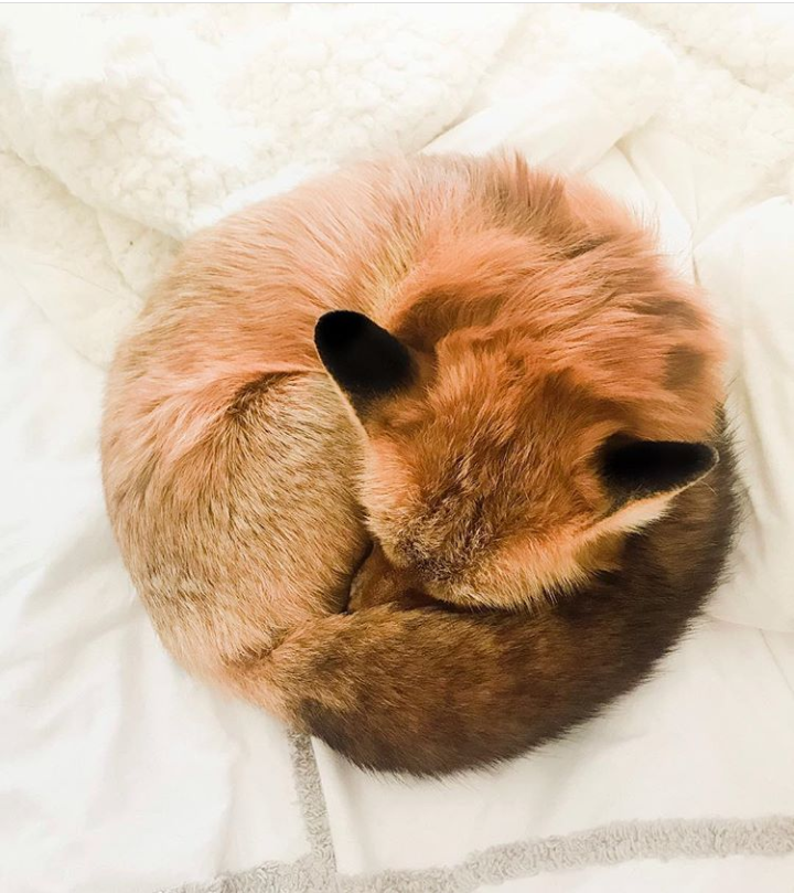 Perfect circle ^-^ - The photo, Fox, Fox Juniper, Pets, Domestic fox, Animals