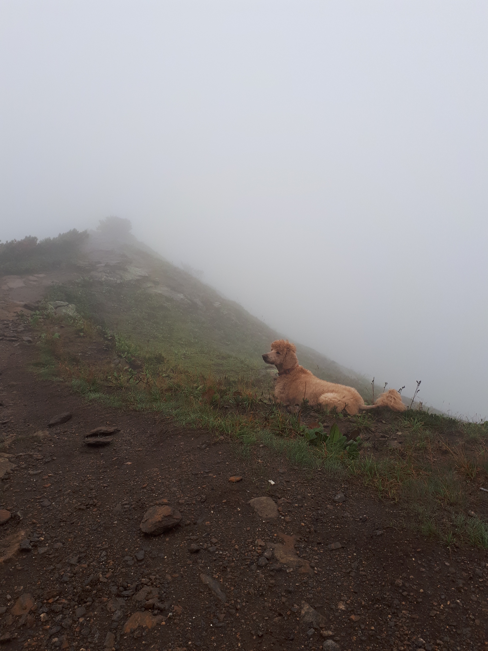 Marseille, conqueror of Hamar Daban) - My, Dog, Hike, Chersky Peak, Khamar-Daban, Longpost