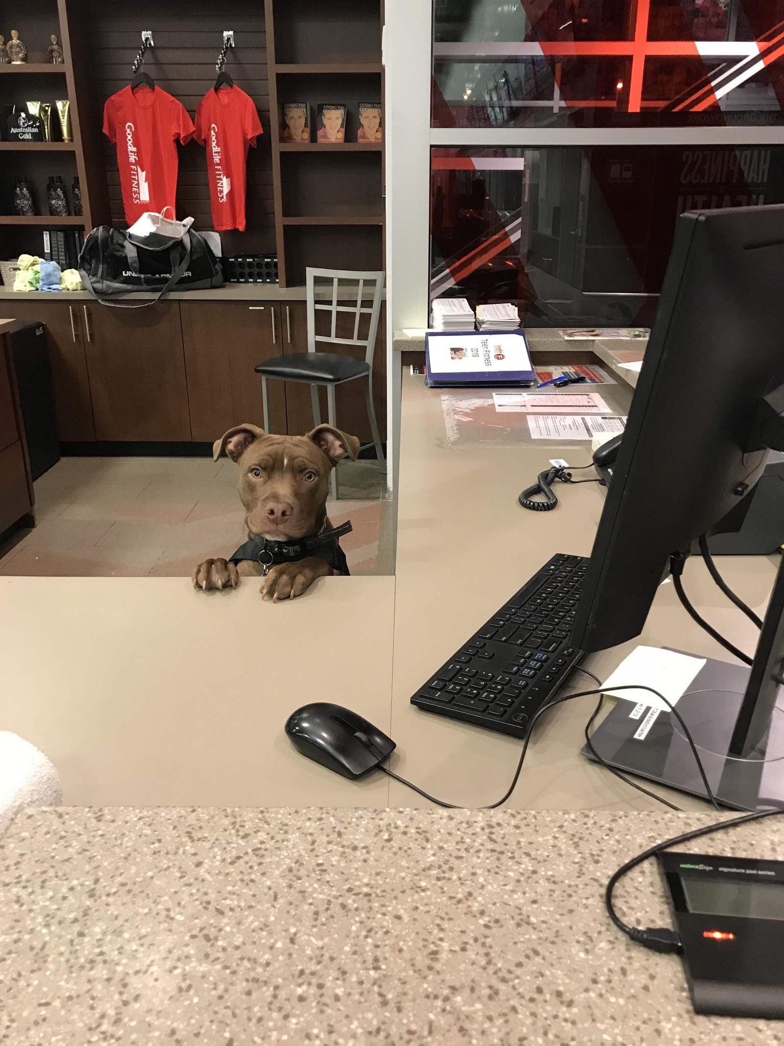 New Employee at Local Gym - Reddit, Dog