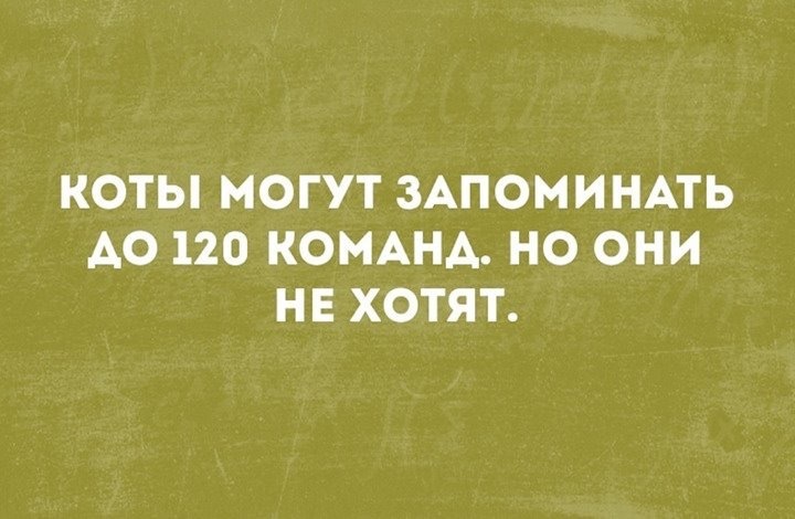 Шерстяные мерзавцы - Кот, Команды, Да ну нафиг