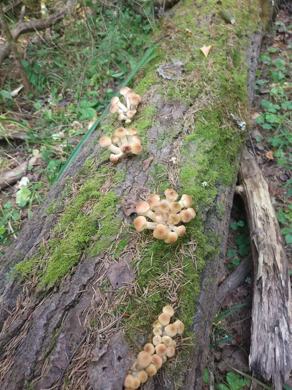 Honey mushrooms - My, Honey mushrooms, Silent hunt, Longpost