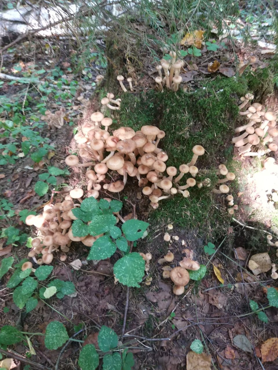 Honey mushrooms - My, Honey mushrooms, Silent hunt, Longpost